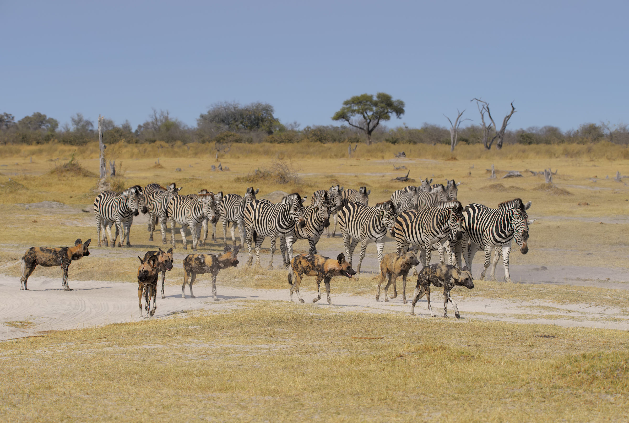 Interazione di specie