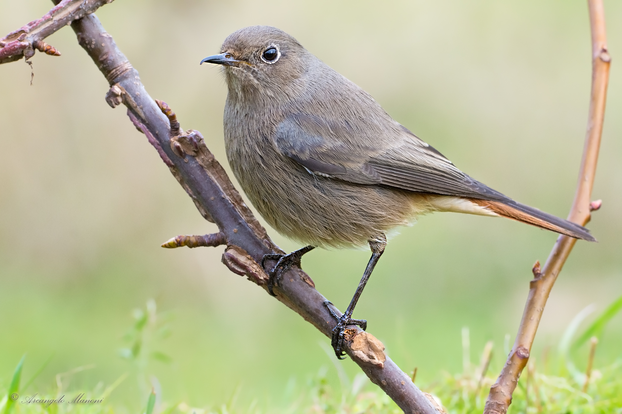 La magnifica Adunk ad oggi in perfetta forma