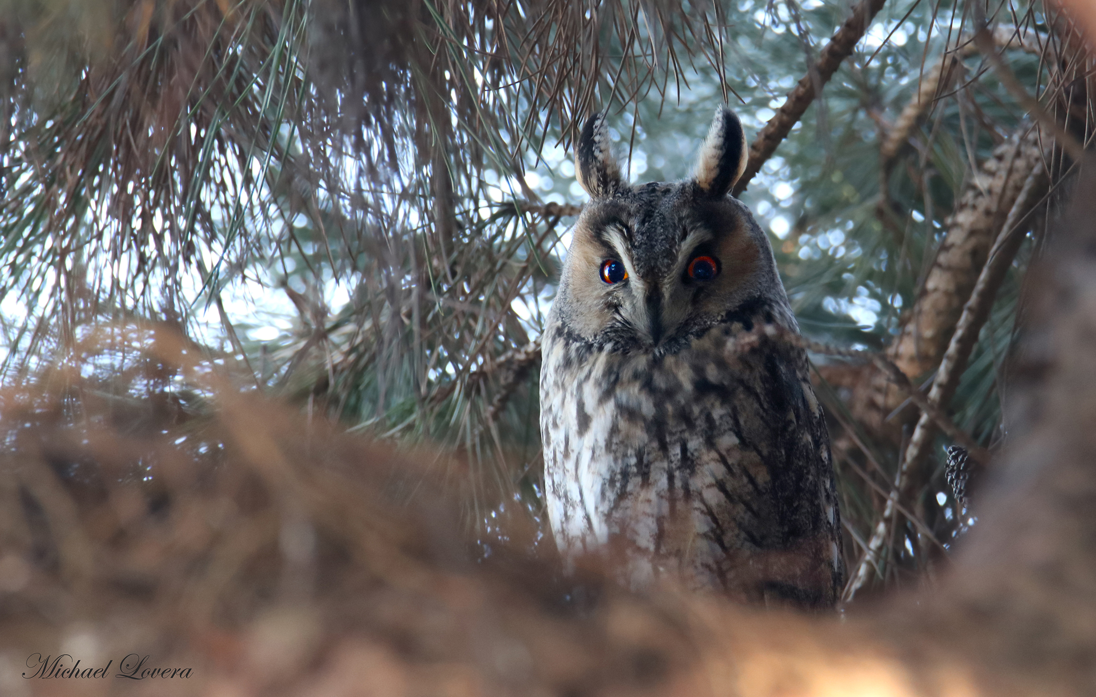 Those orange eyes...