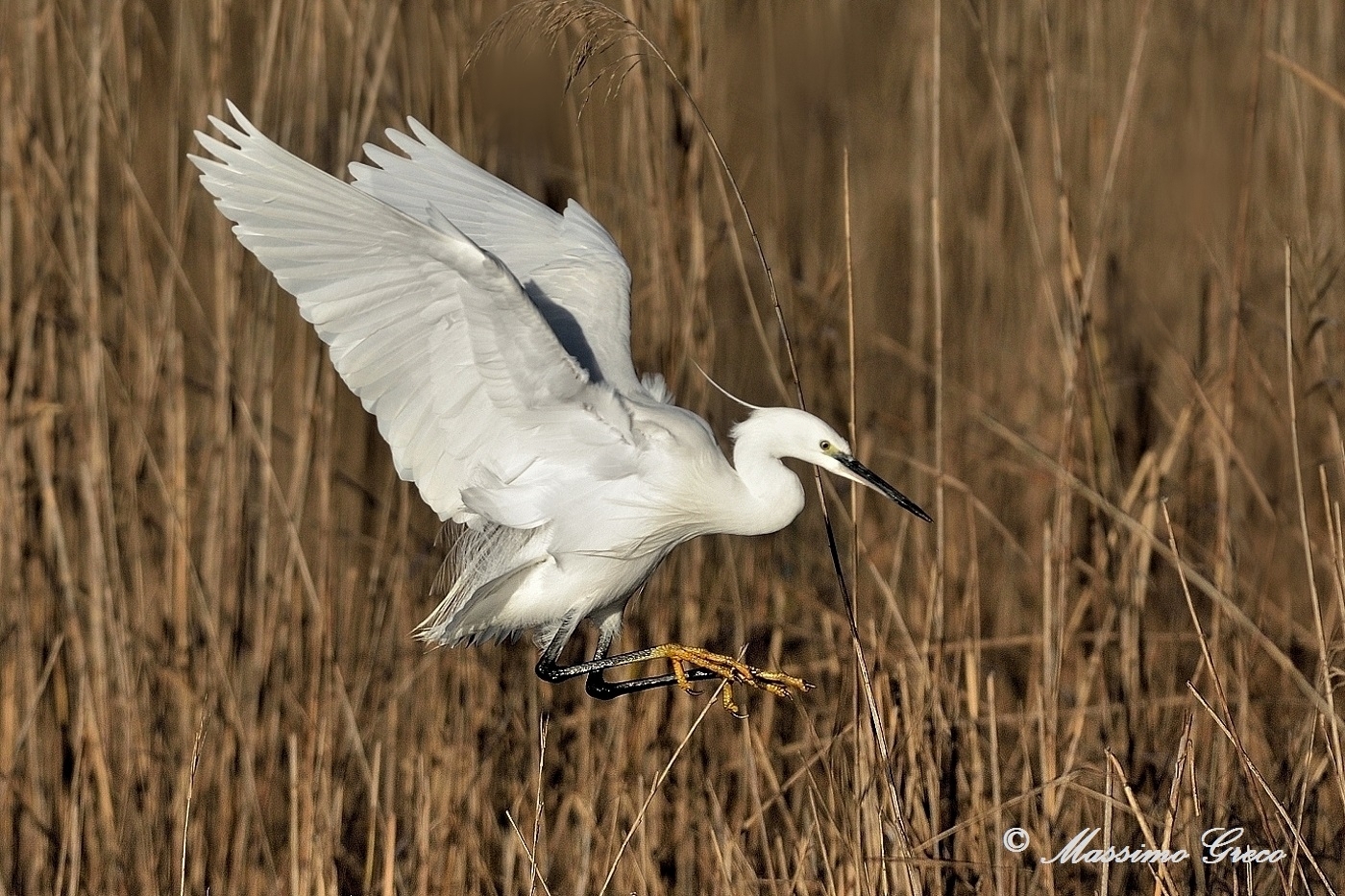 Garzetta in atterraggio