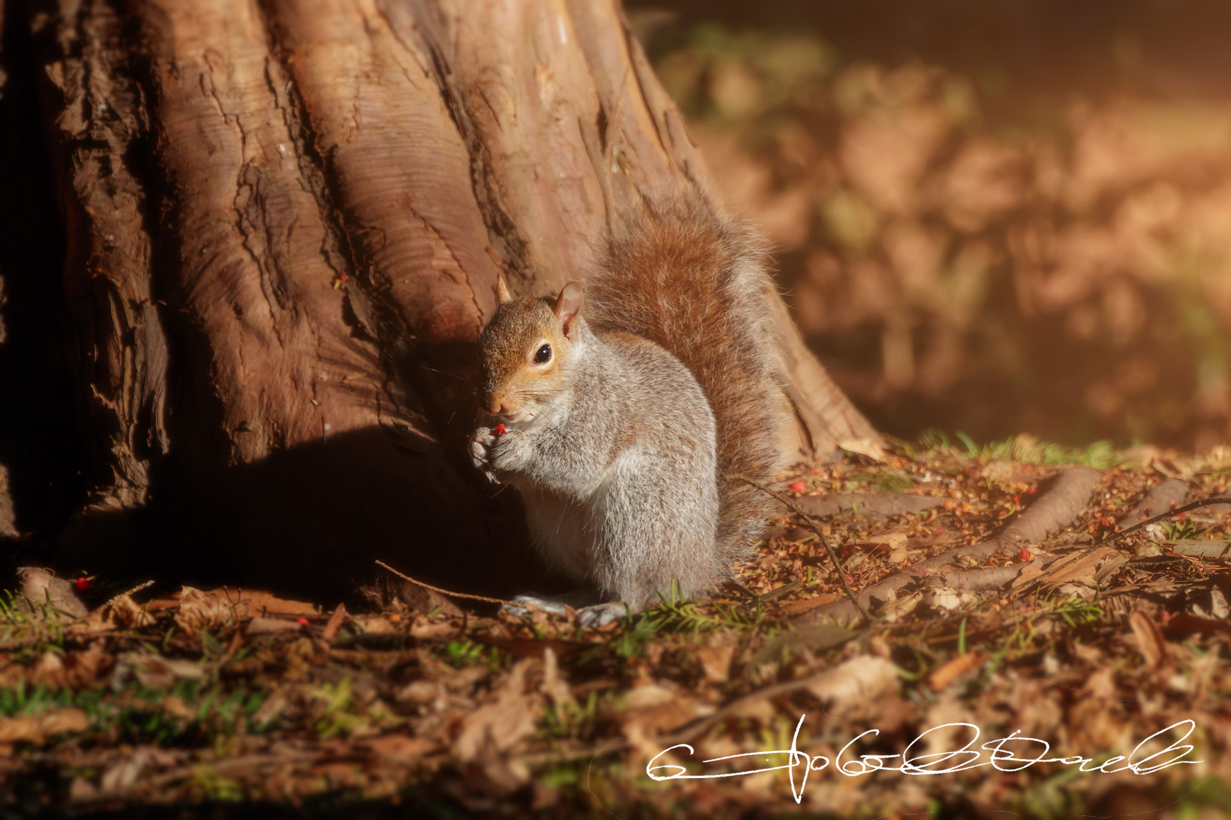 Pioggia di scoiattoli presso il parco di Monza