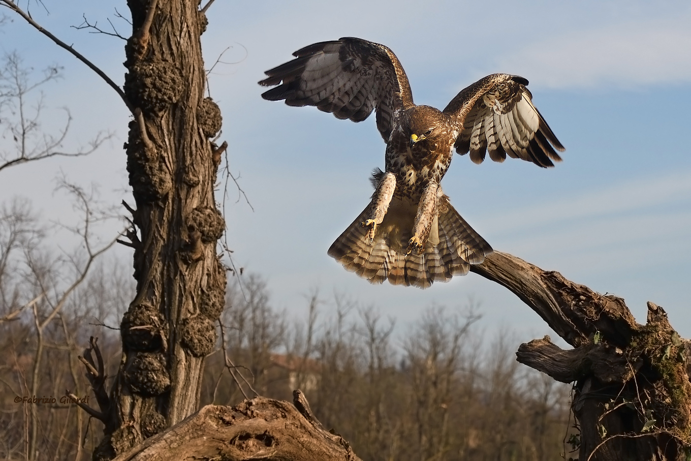 Poiana (Buteo buteo)