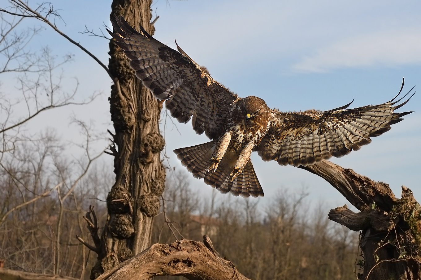 Buzzard (Buteo buteo)