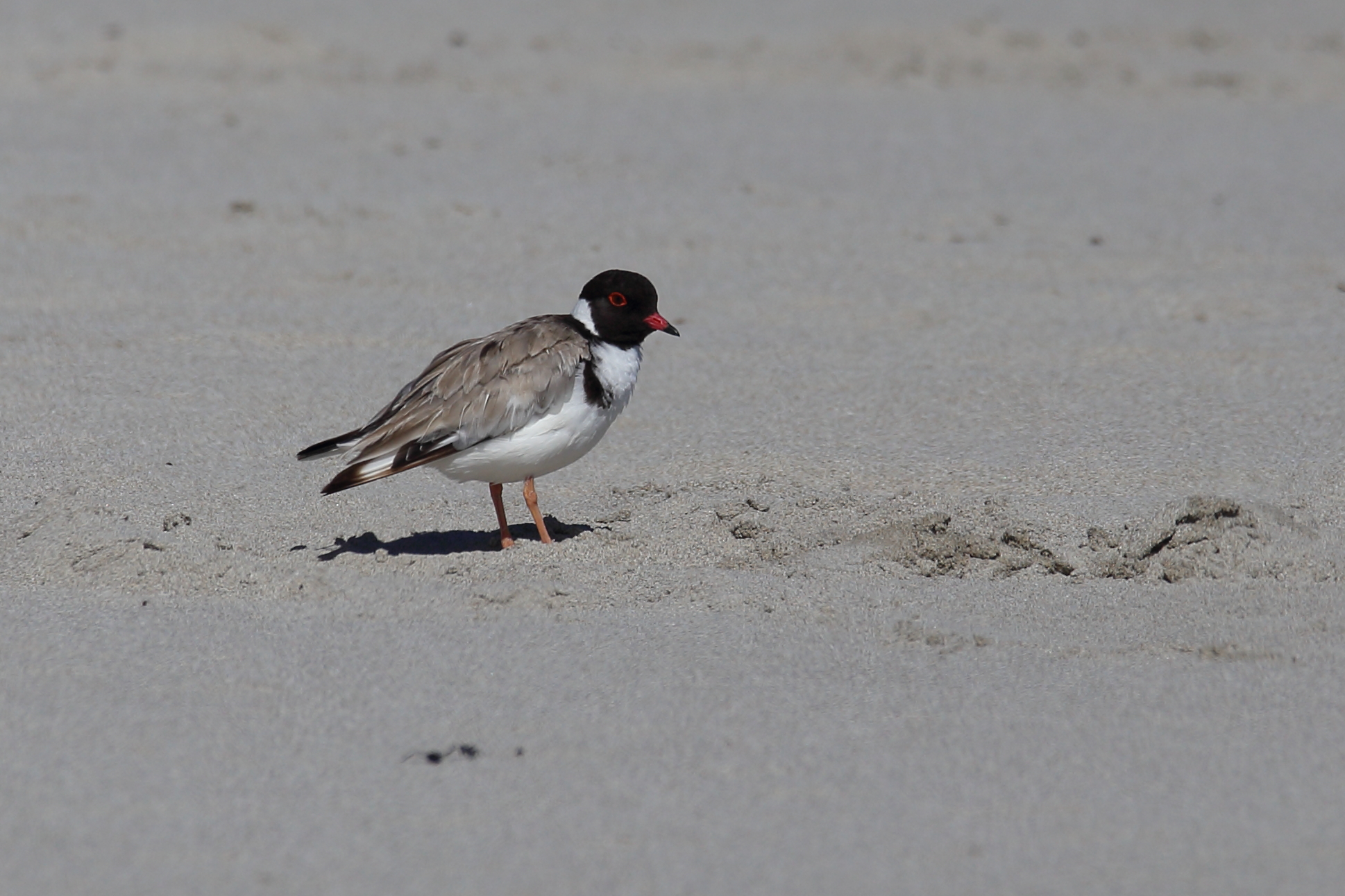 Courier from the Hood (Hooded Plover)