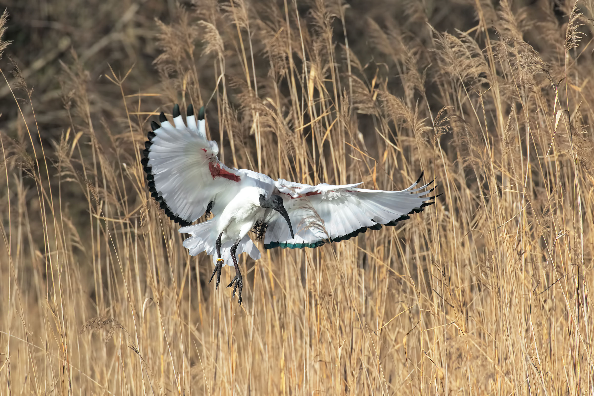 Sacred Ibis on landing