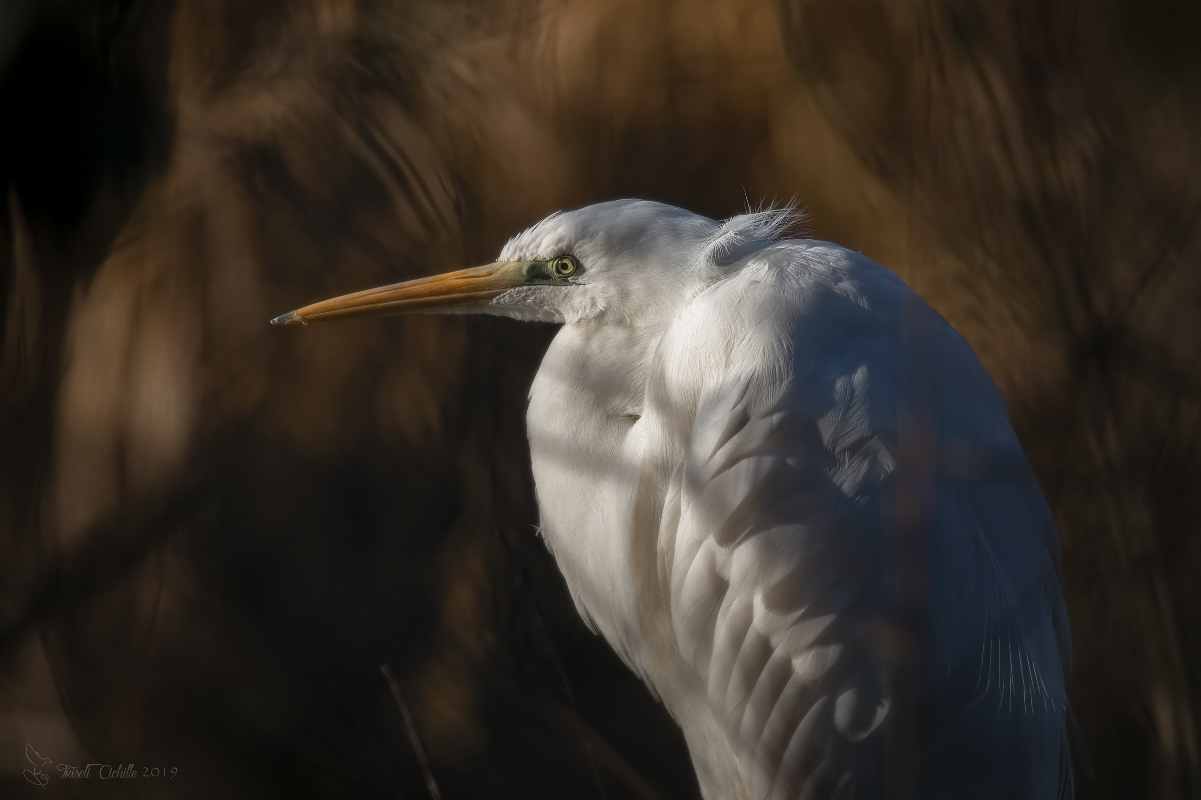 Greater White Heron