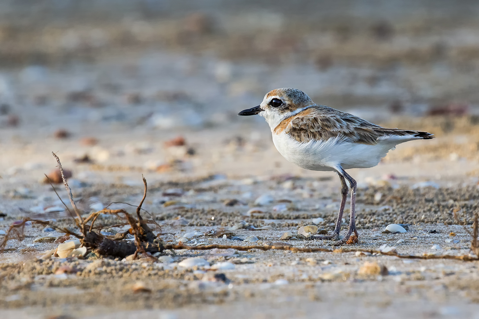 Malaysian Plover