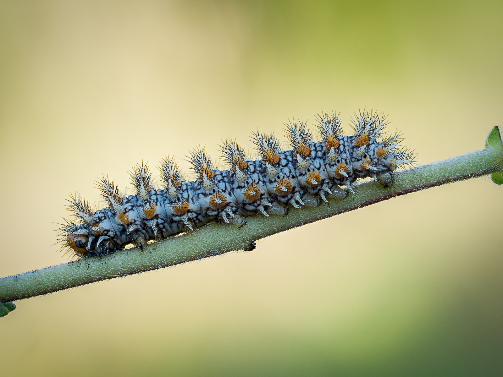 Caterpillar