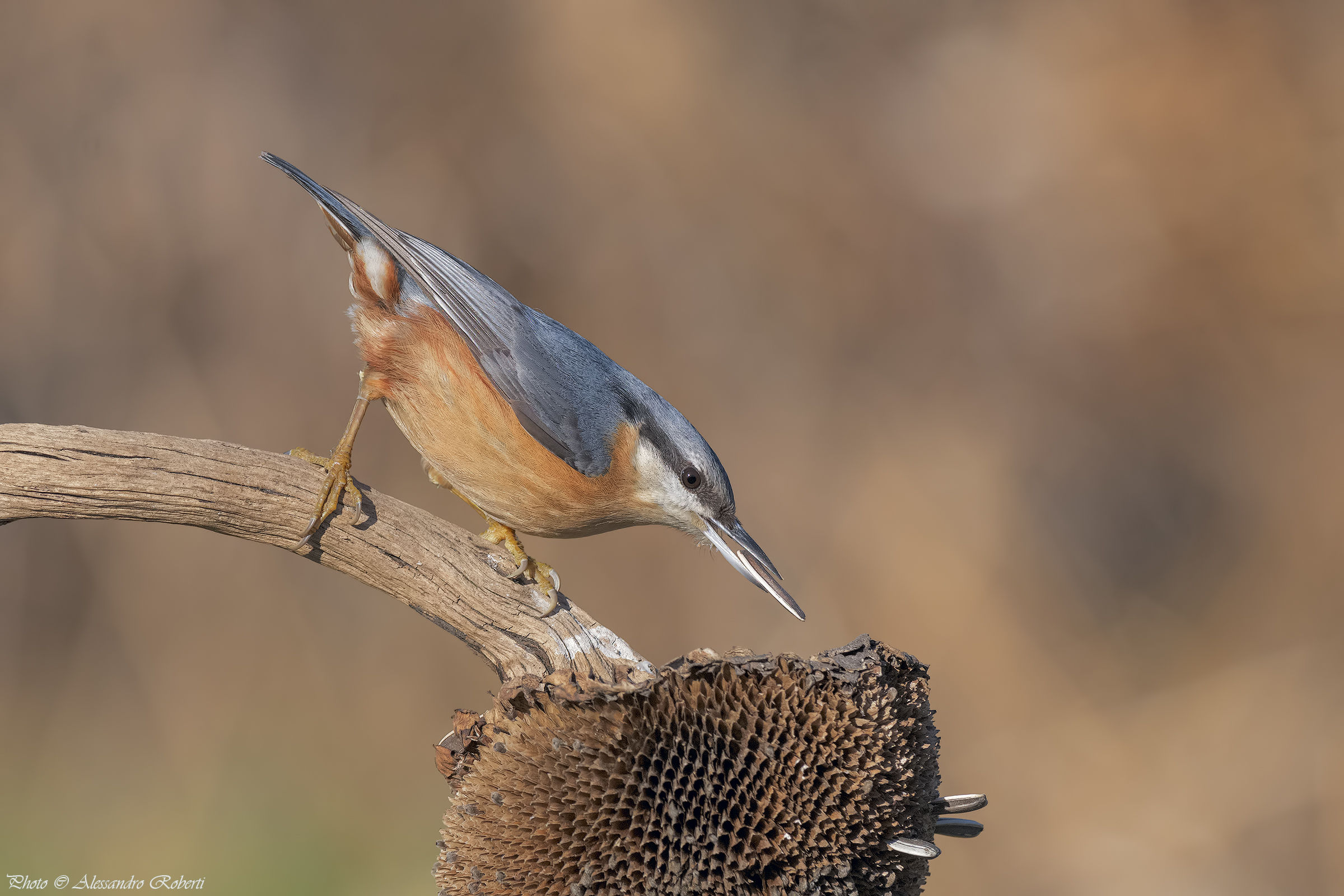 Nuthatch
