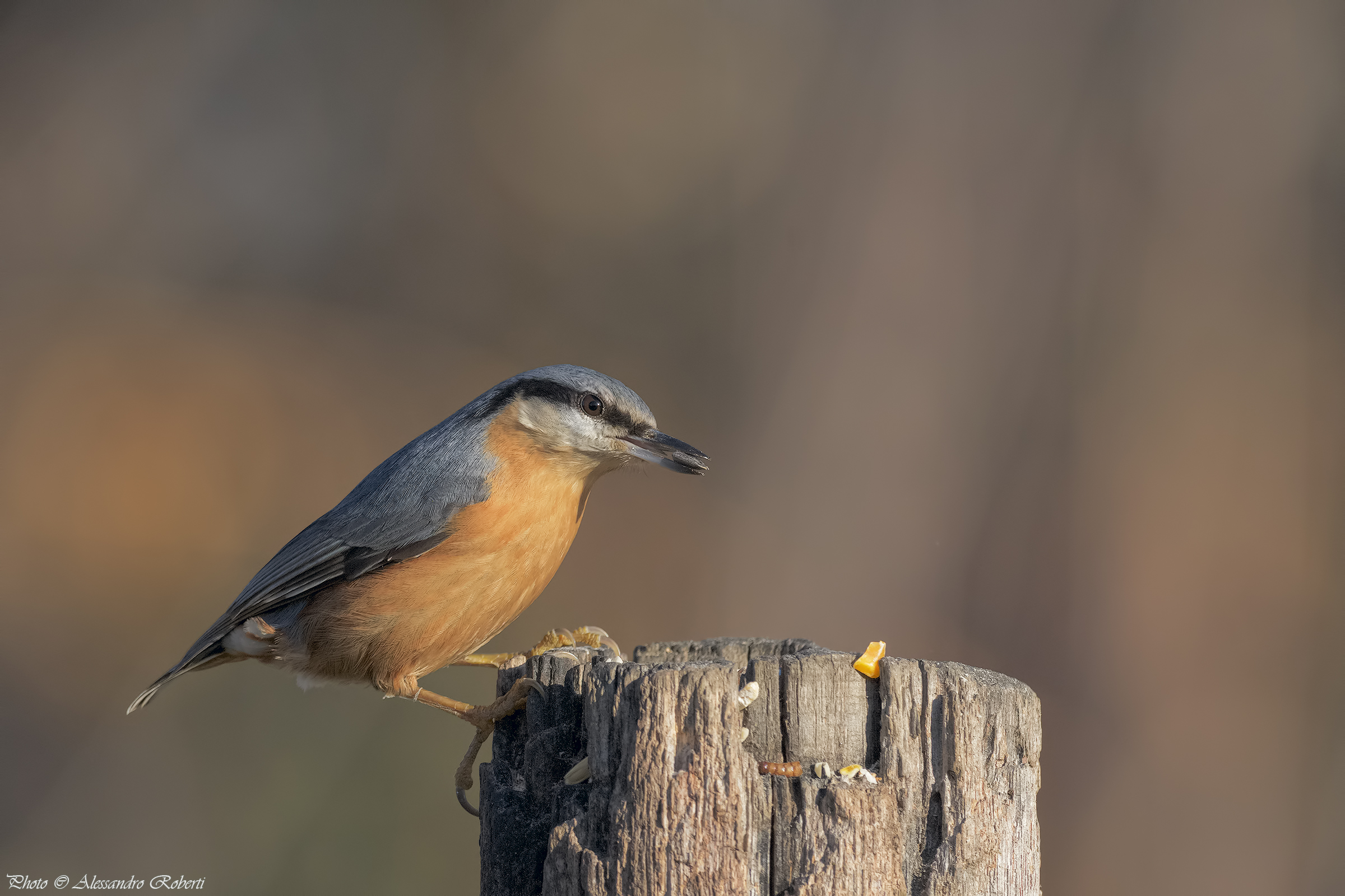 Nuthatch