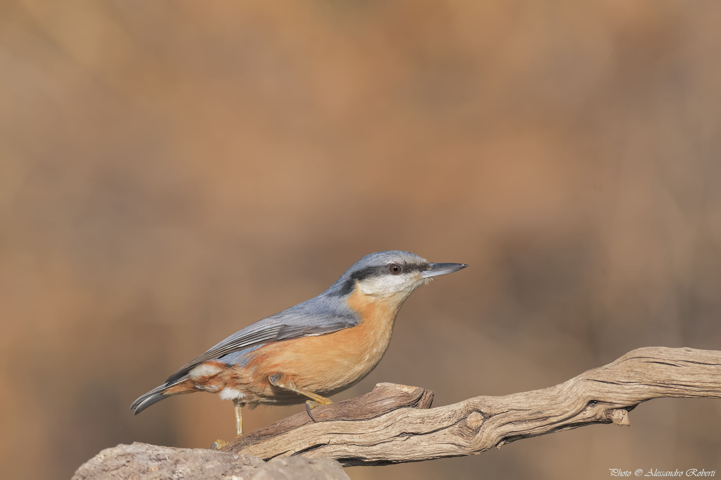 Nuthatch