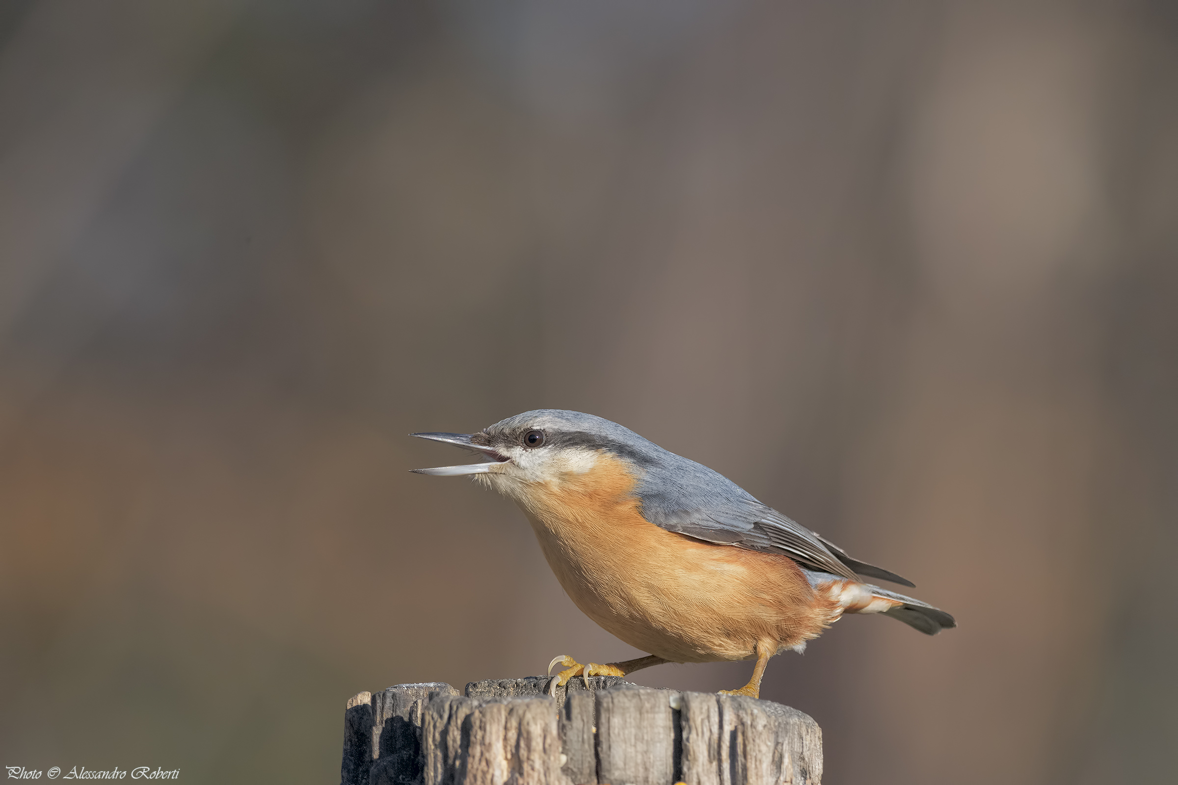 Nuthatch