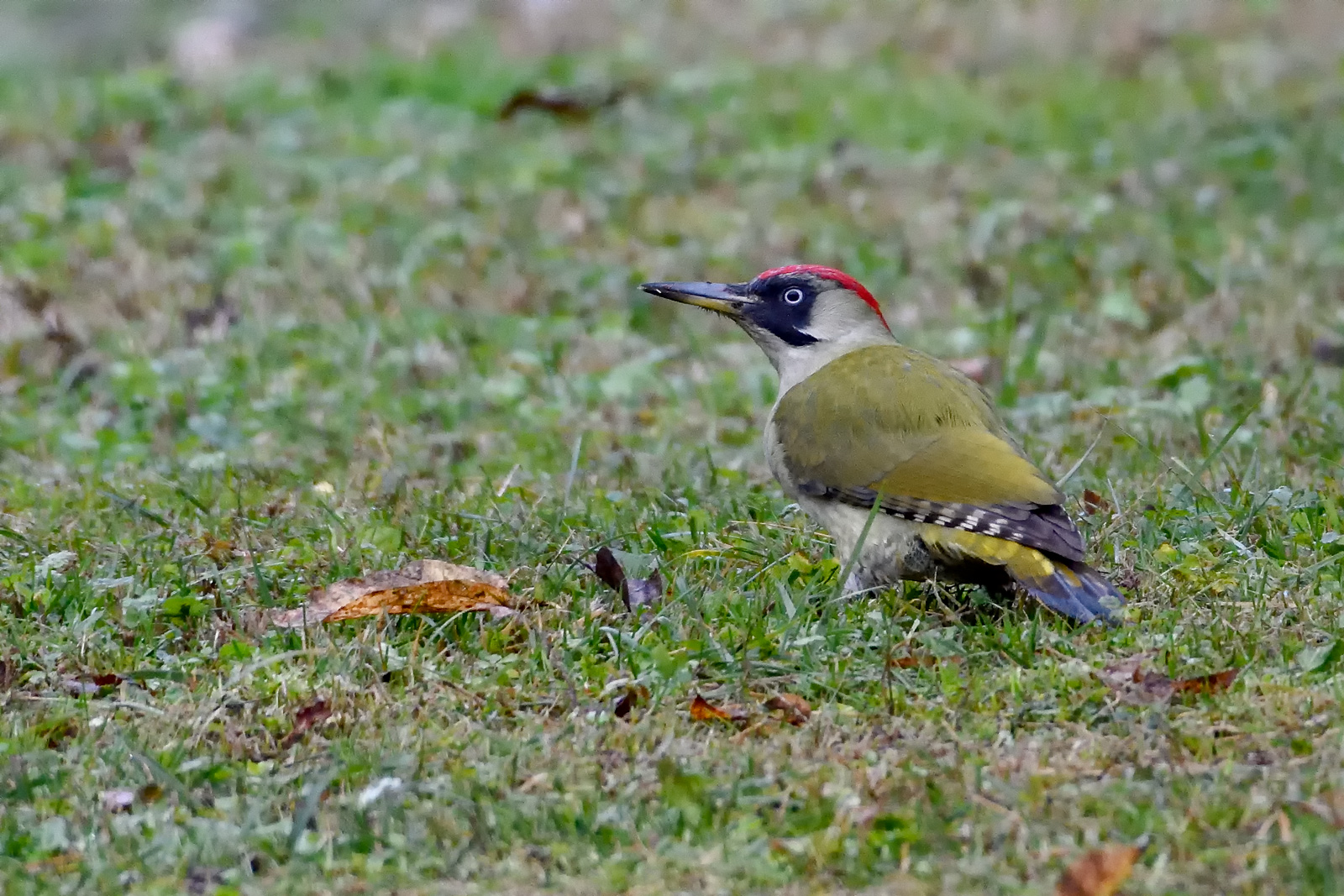 Picchio verde a terra