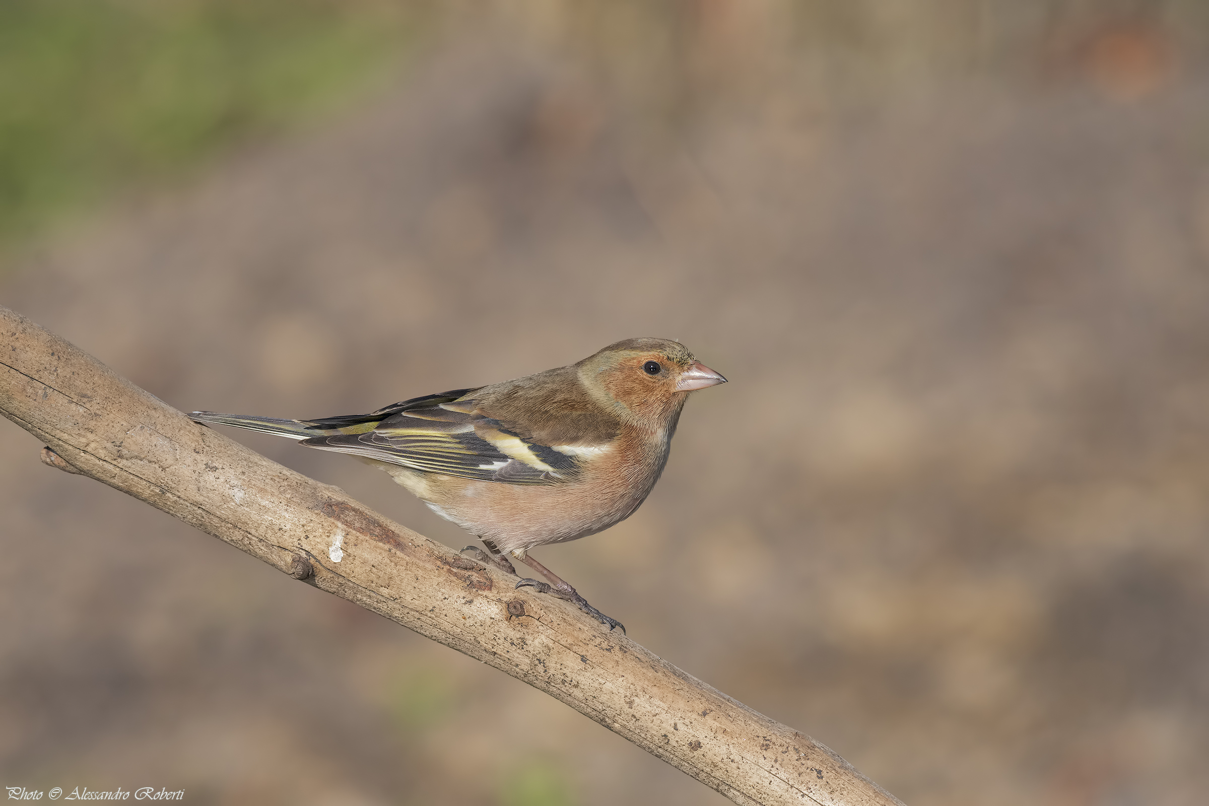 Chaffinch