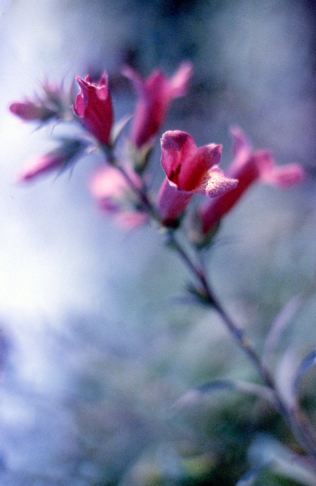 Without title scanning from Tungsten 200 Ekthacromo film