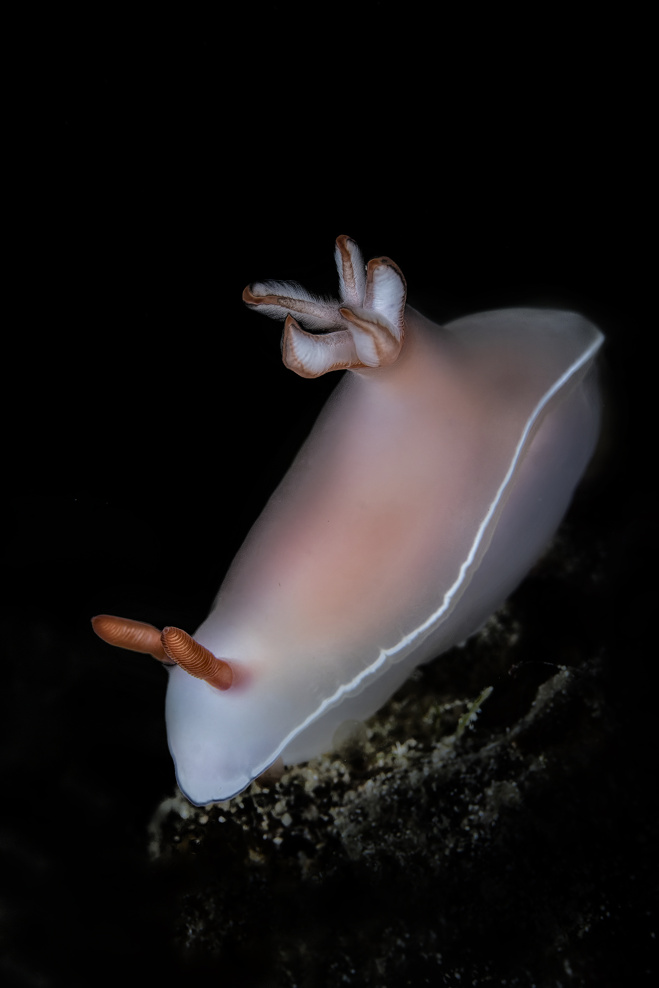 Hypselodoris bullockii