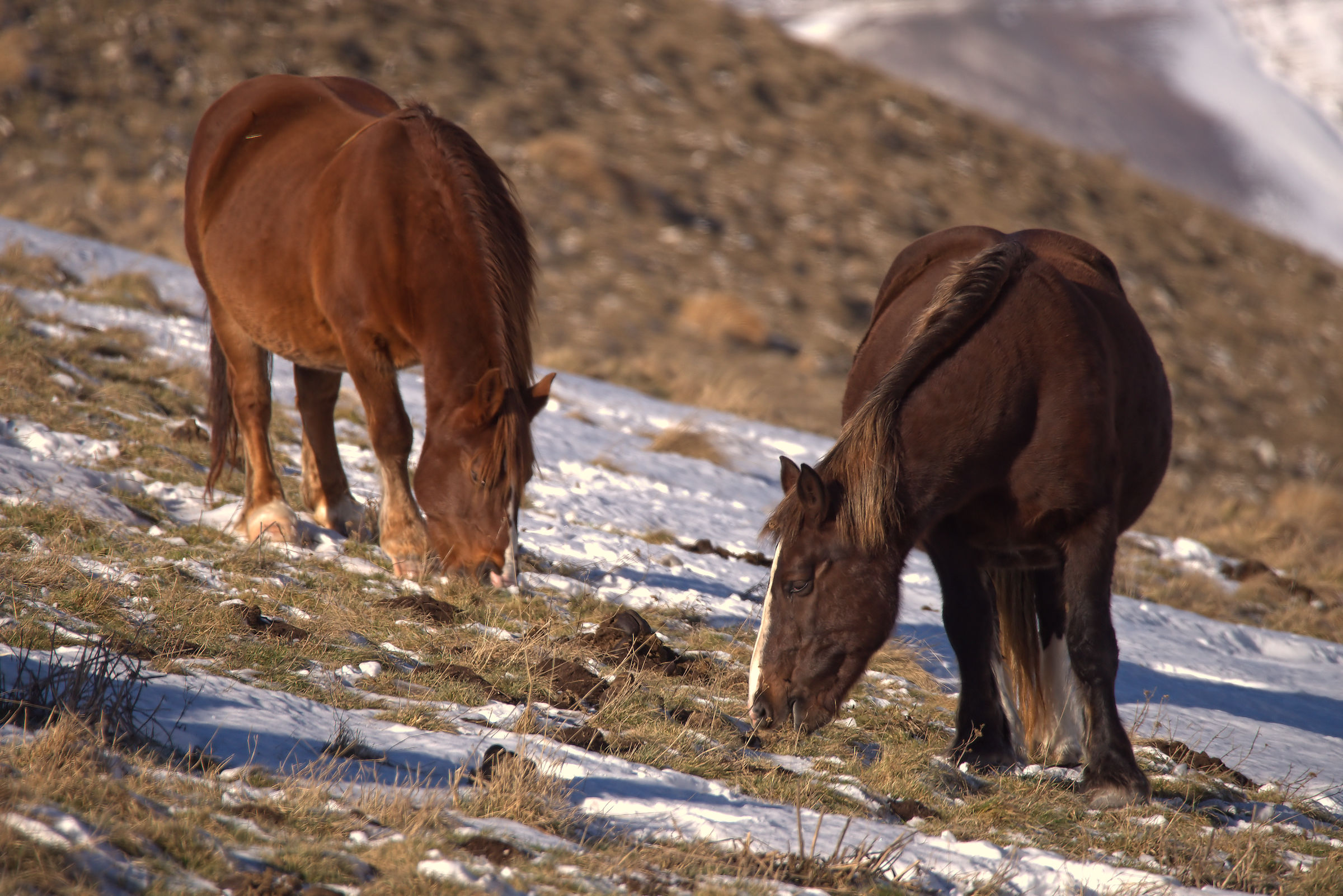 Horses in Castelluccio