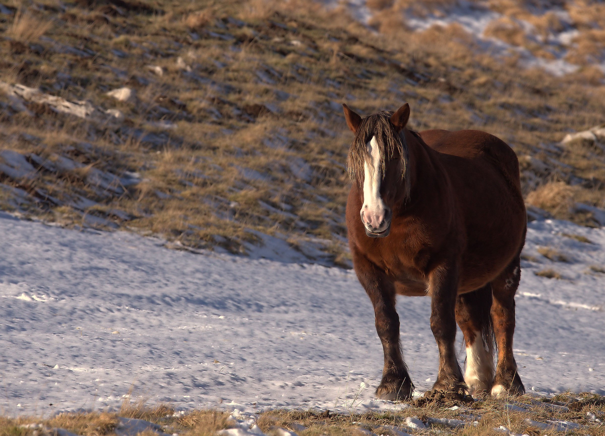 Horses in Castelluccio