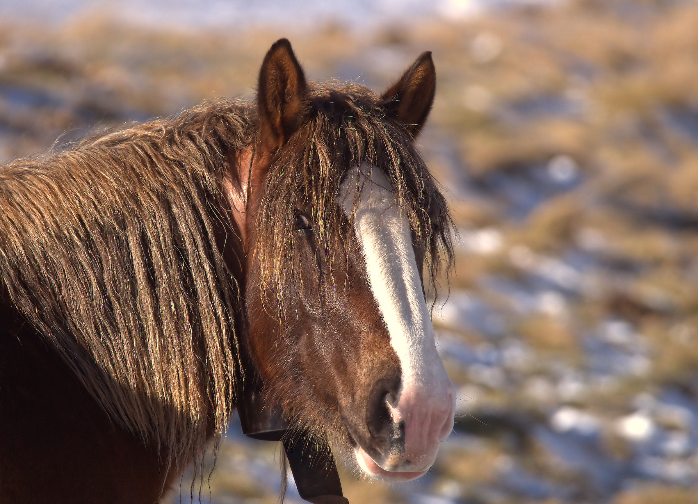 Horses in Castelluccio