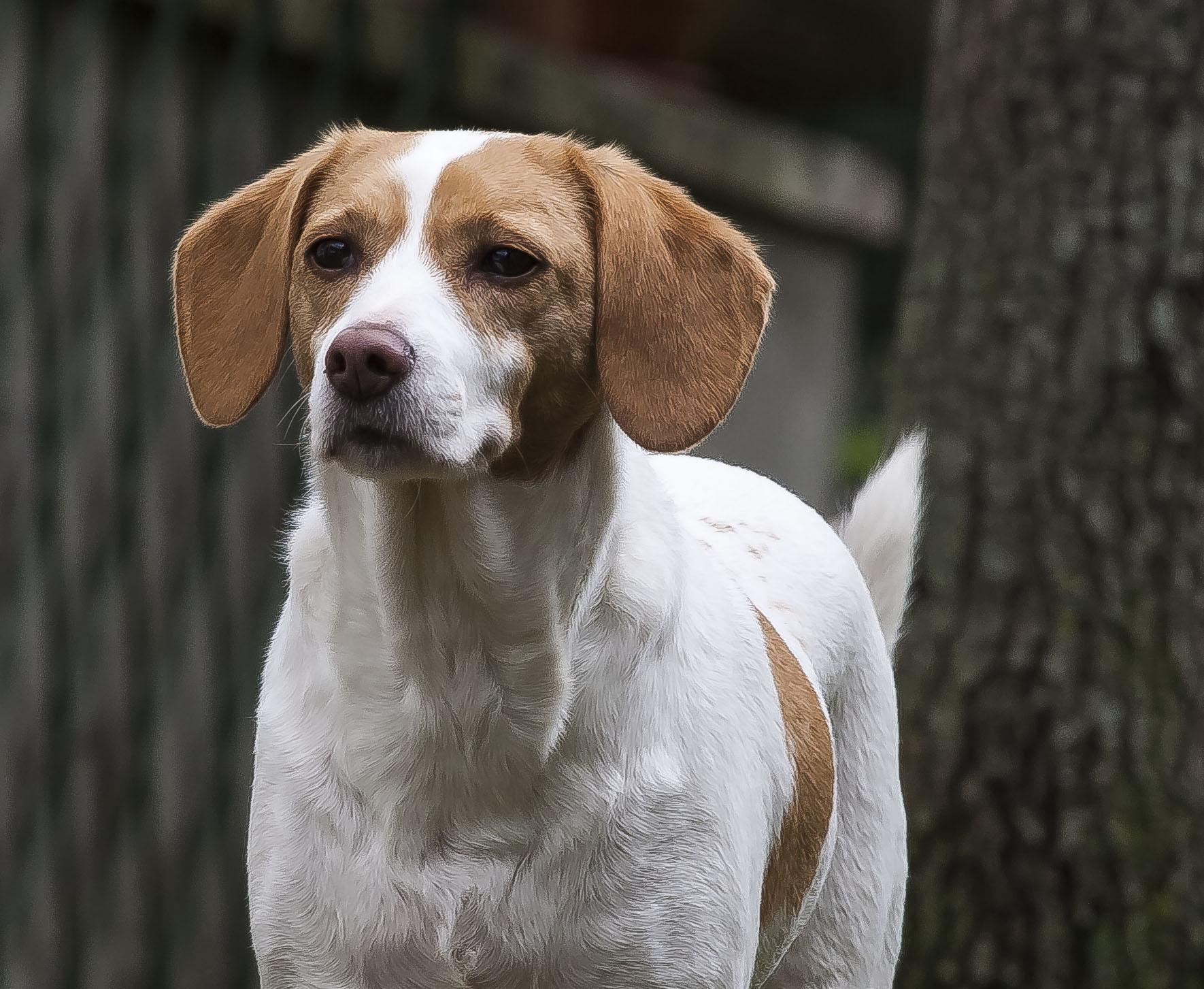 Milo - The dog of a friend