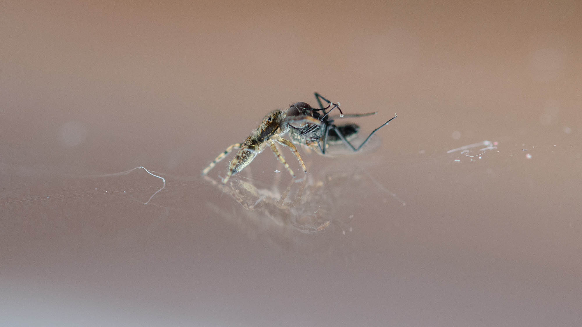 In the grip of the spider