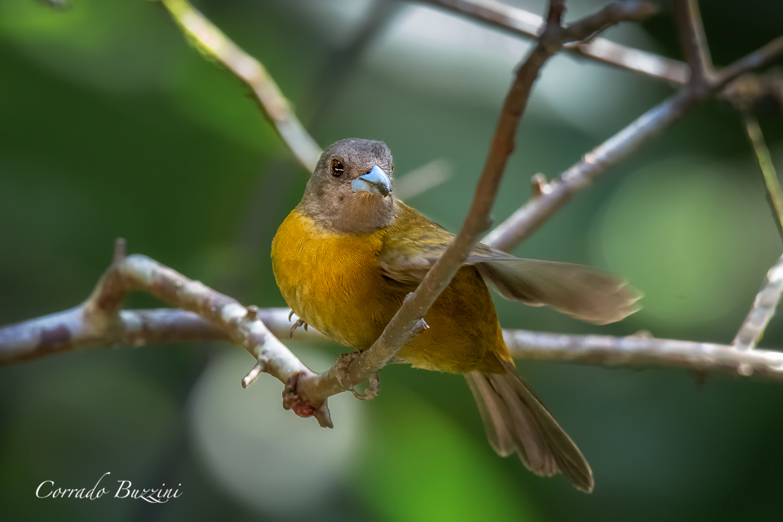 Large-footed Finch