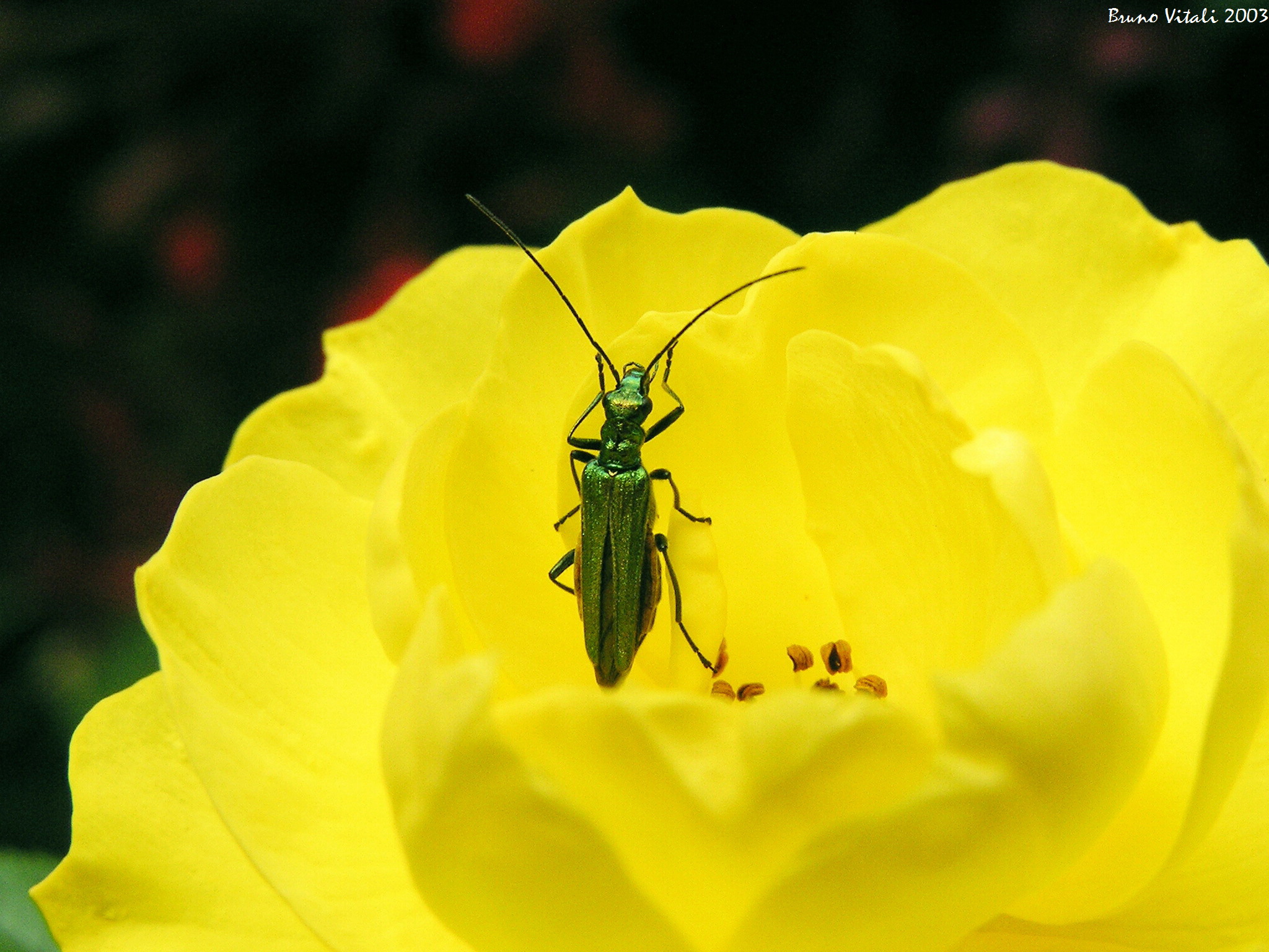 Oedemera nobilis su rosa gialla