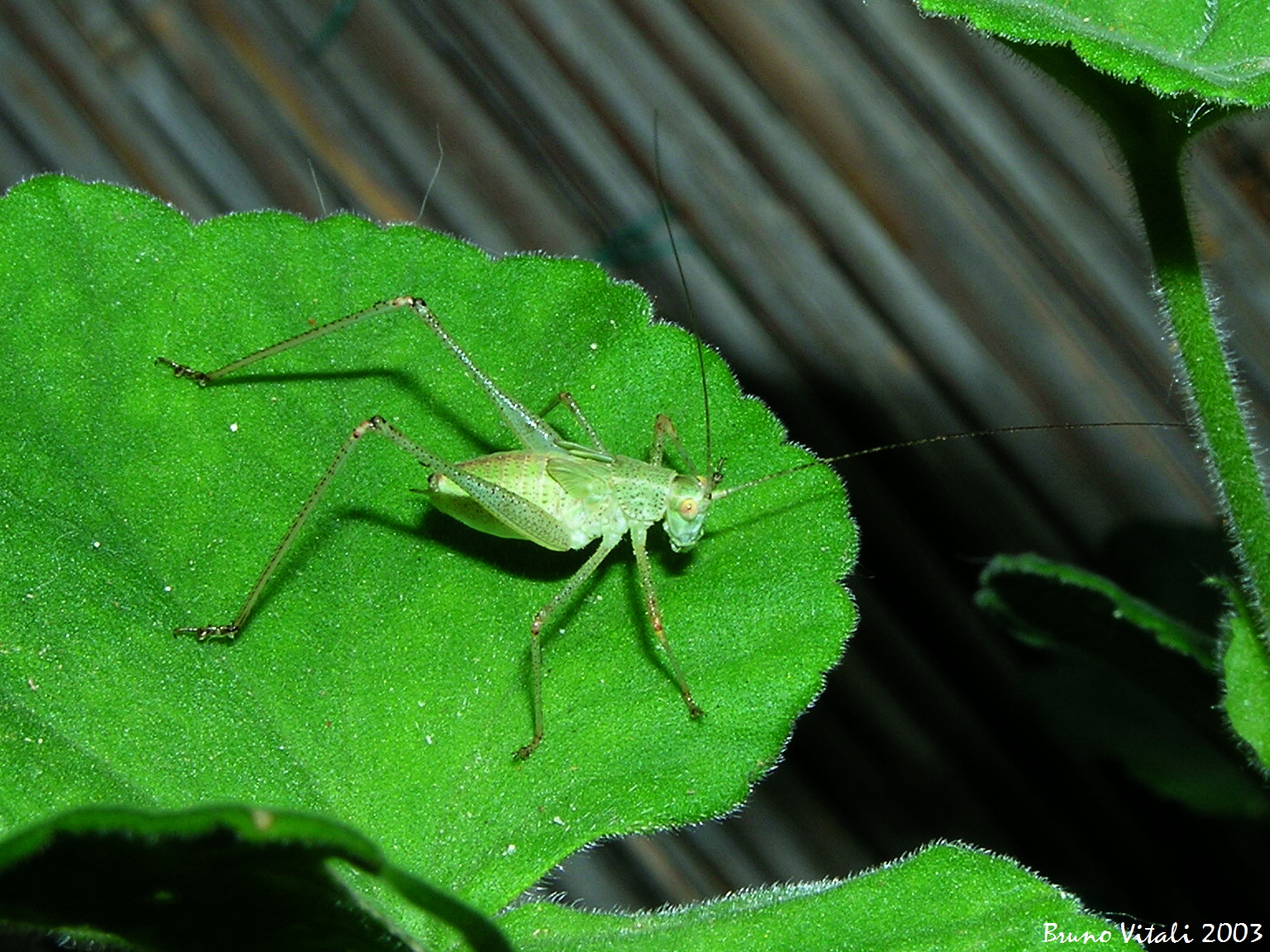 Phaneroptera nana on Geranium leaf