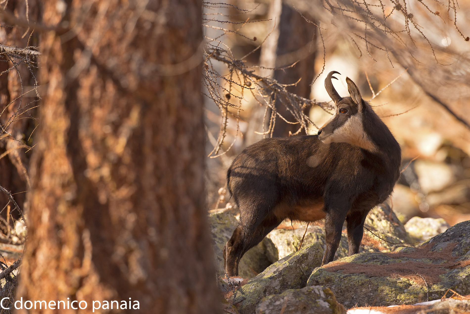 camoscio