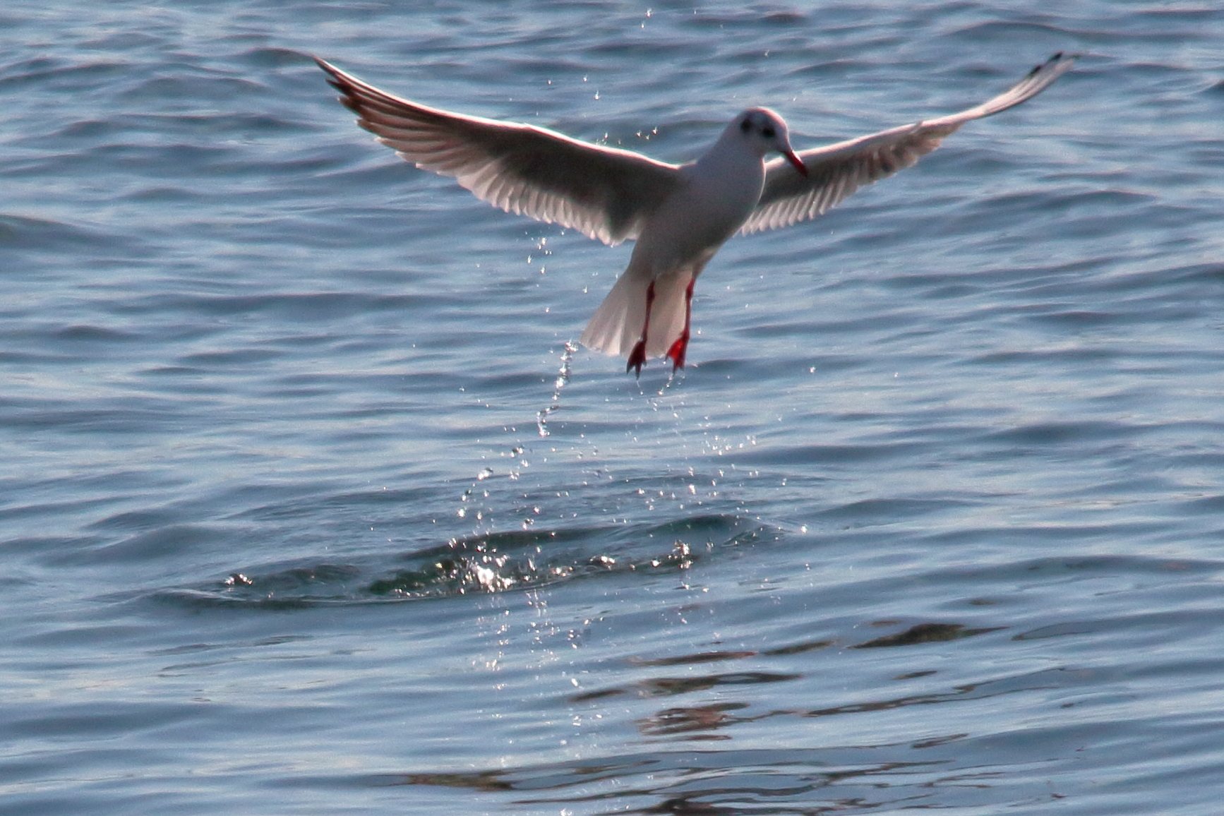 Seagulls at the Port 4