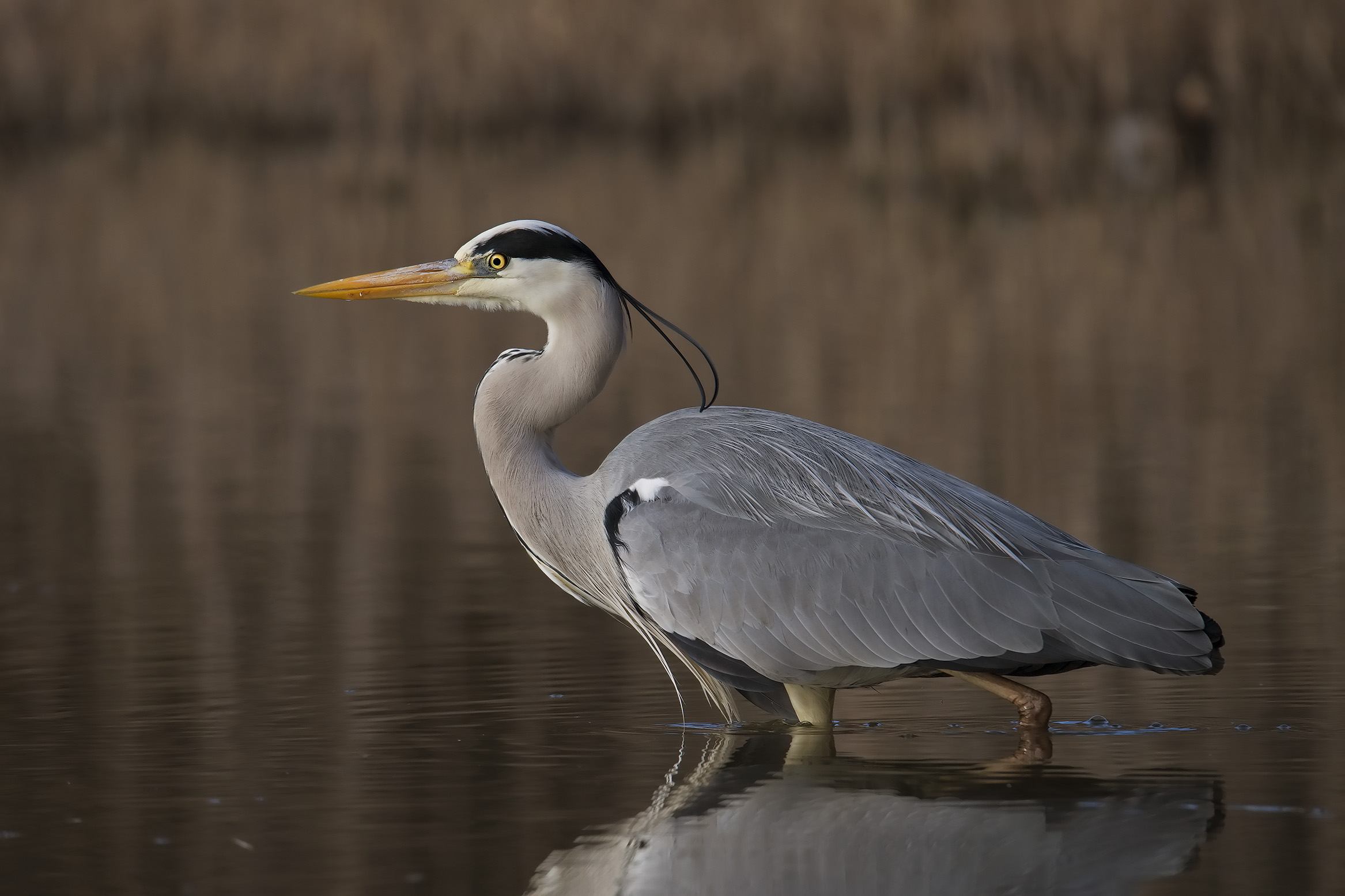Grey Heron (Ardea cinerea)
