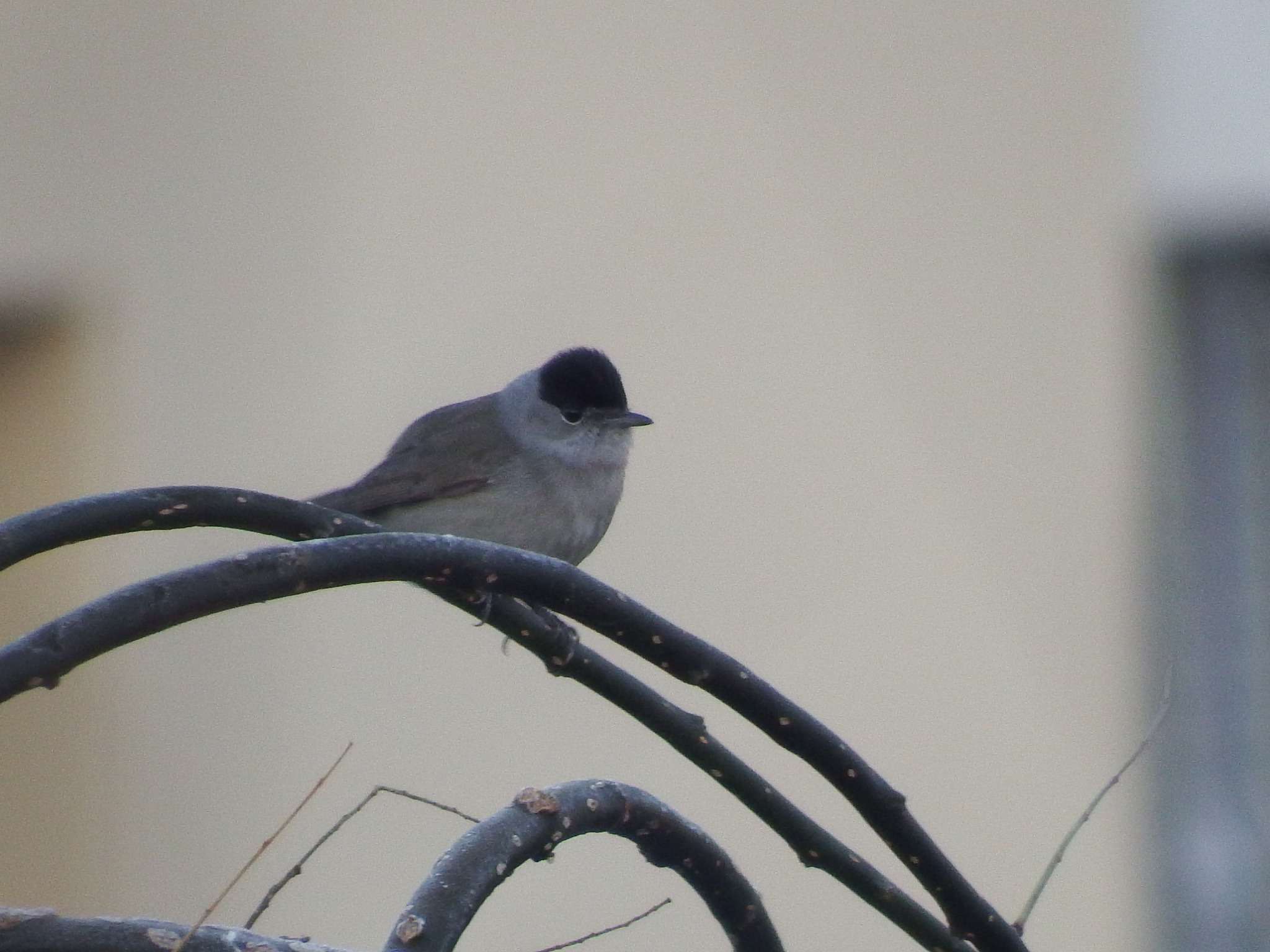 Capinera che sfida i pm10