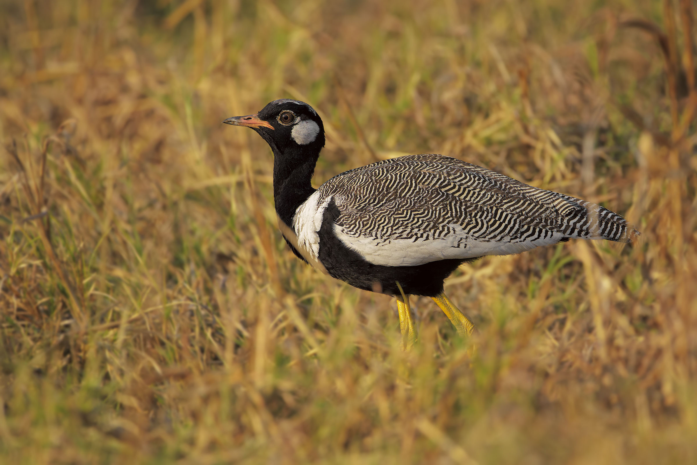 L'occhio dell'Otarda