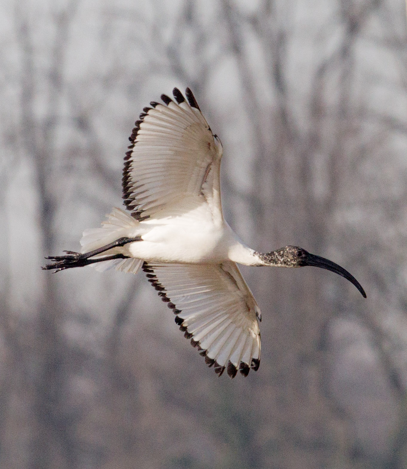 Gliding over the Steppes