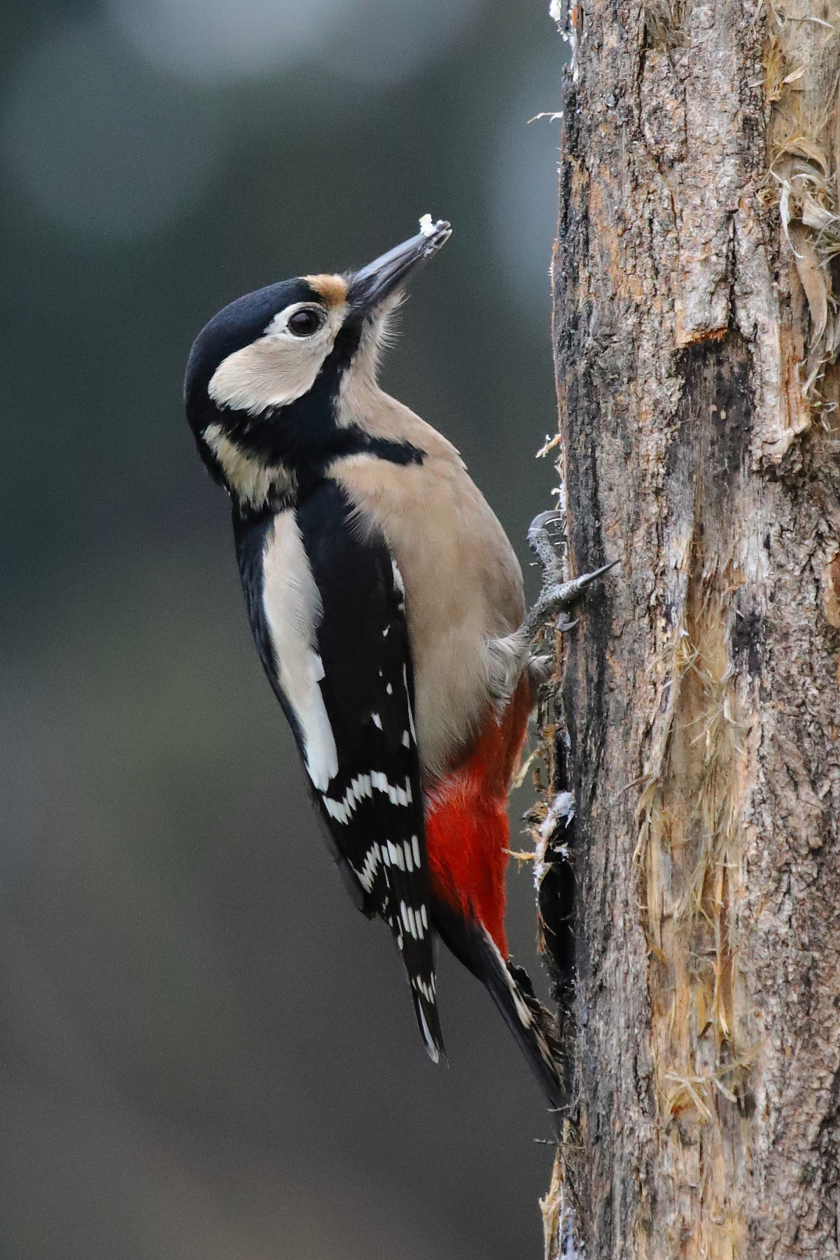 Major spotted Woodpeckers (Dendrocopos major)