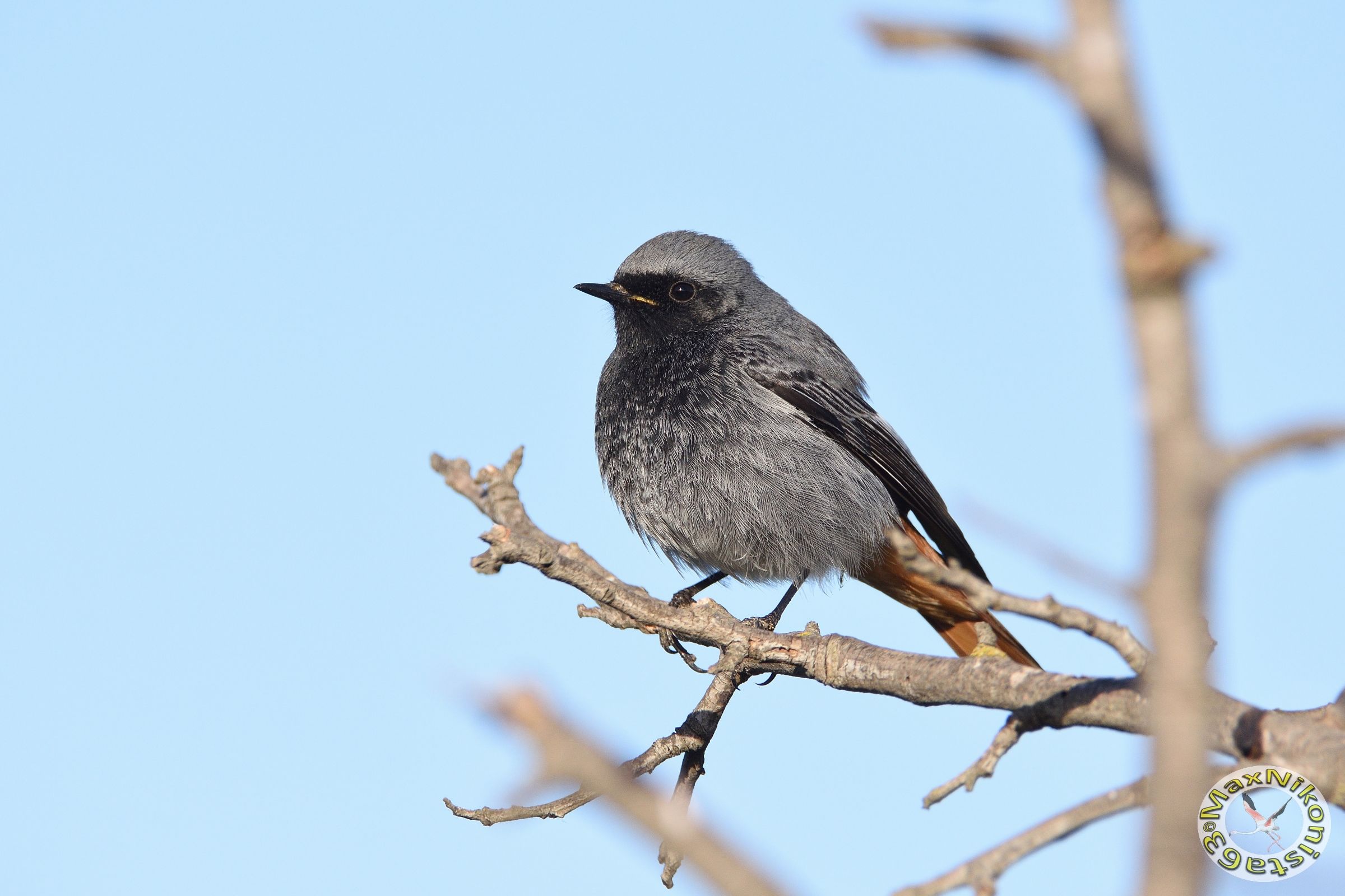 Codirosso spazzacamino