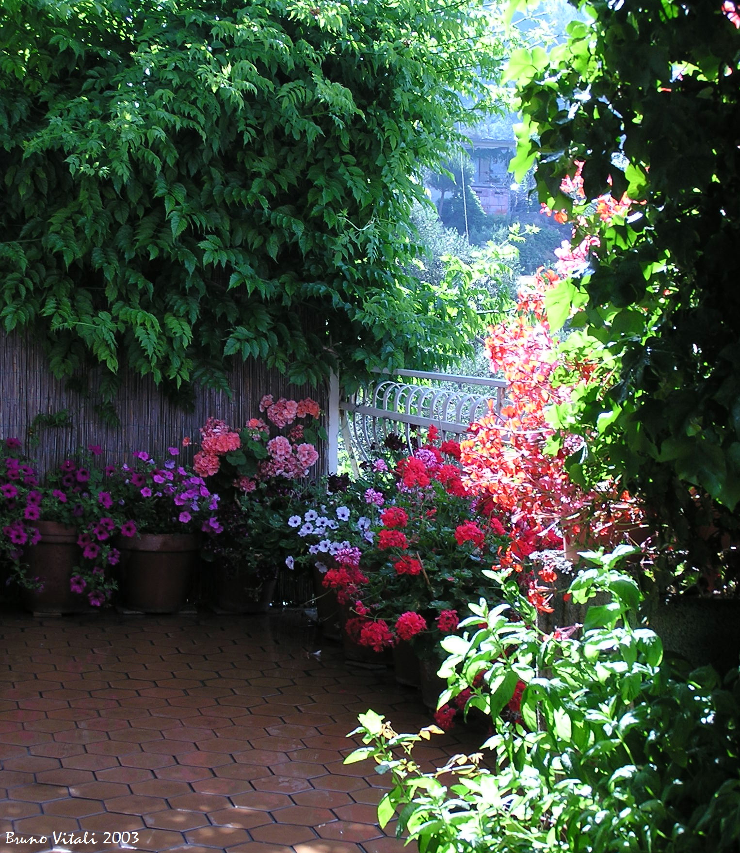 Terrazzo fiorito a Legnaro