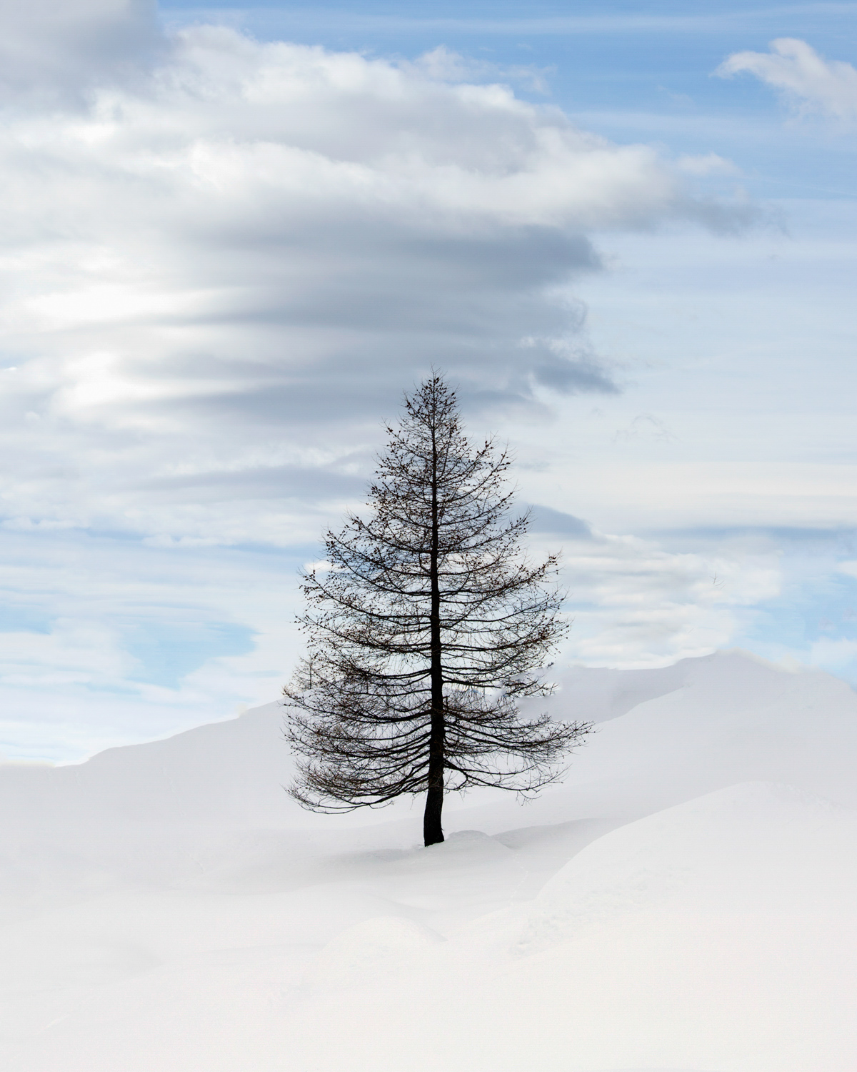 Lonely Larch