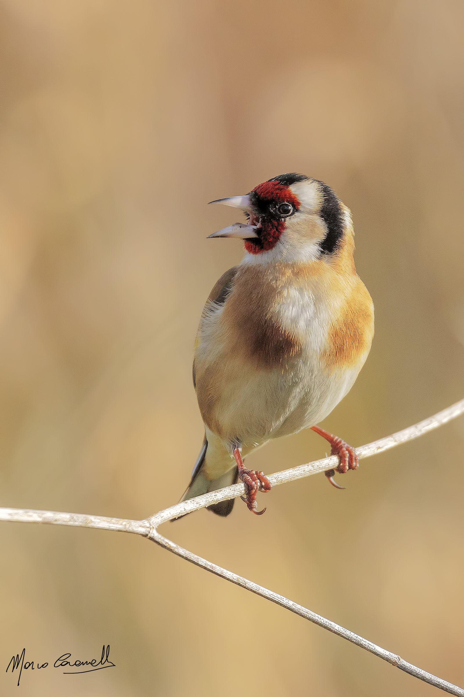 Goldfinch