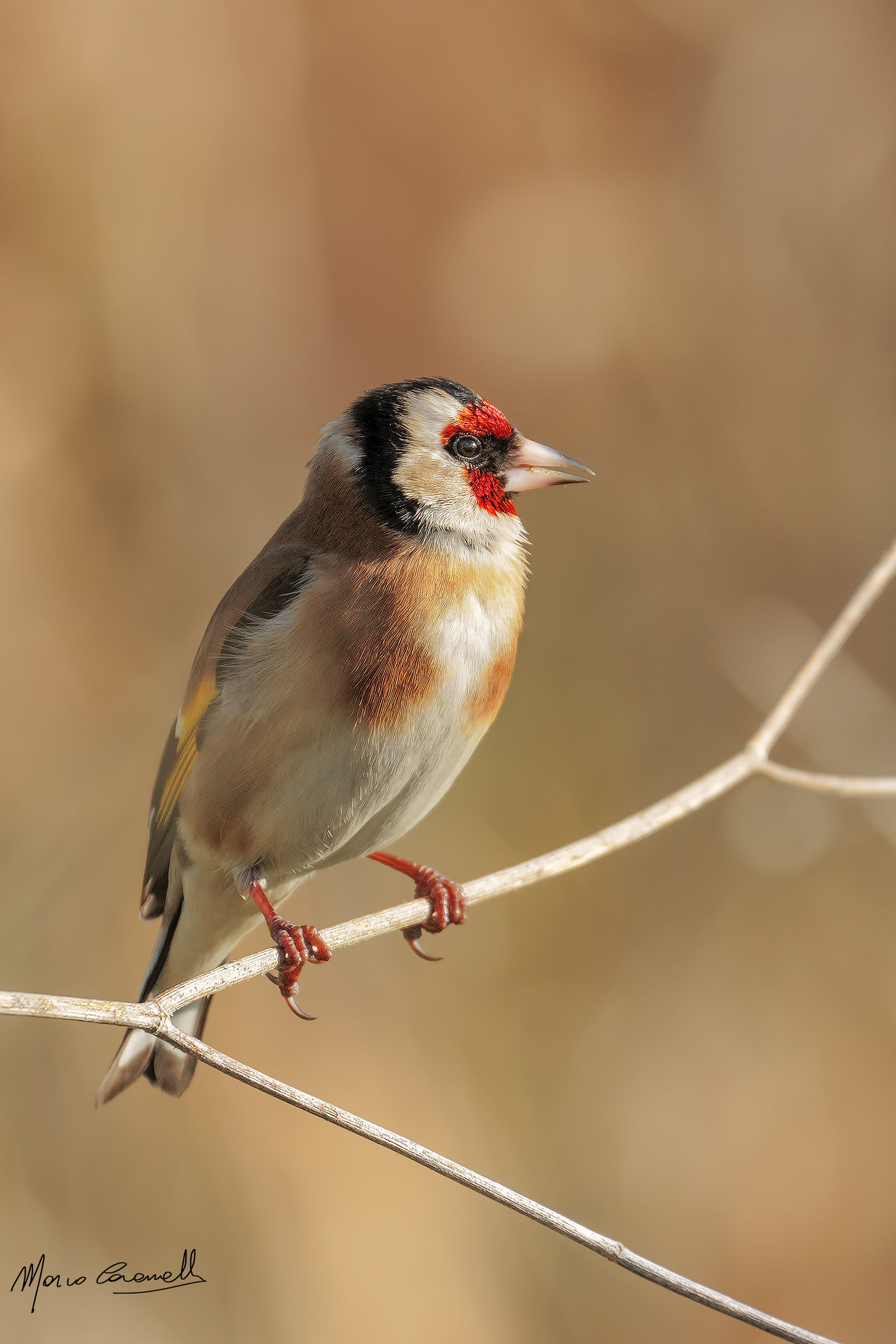 Goldfinch