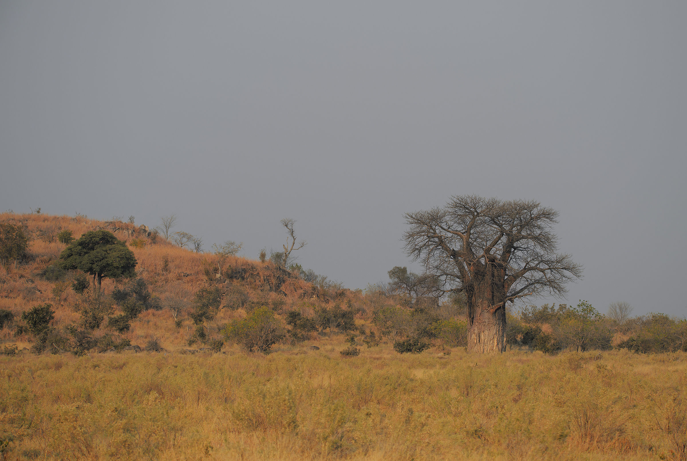 Il Baobab millenario