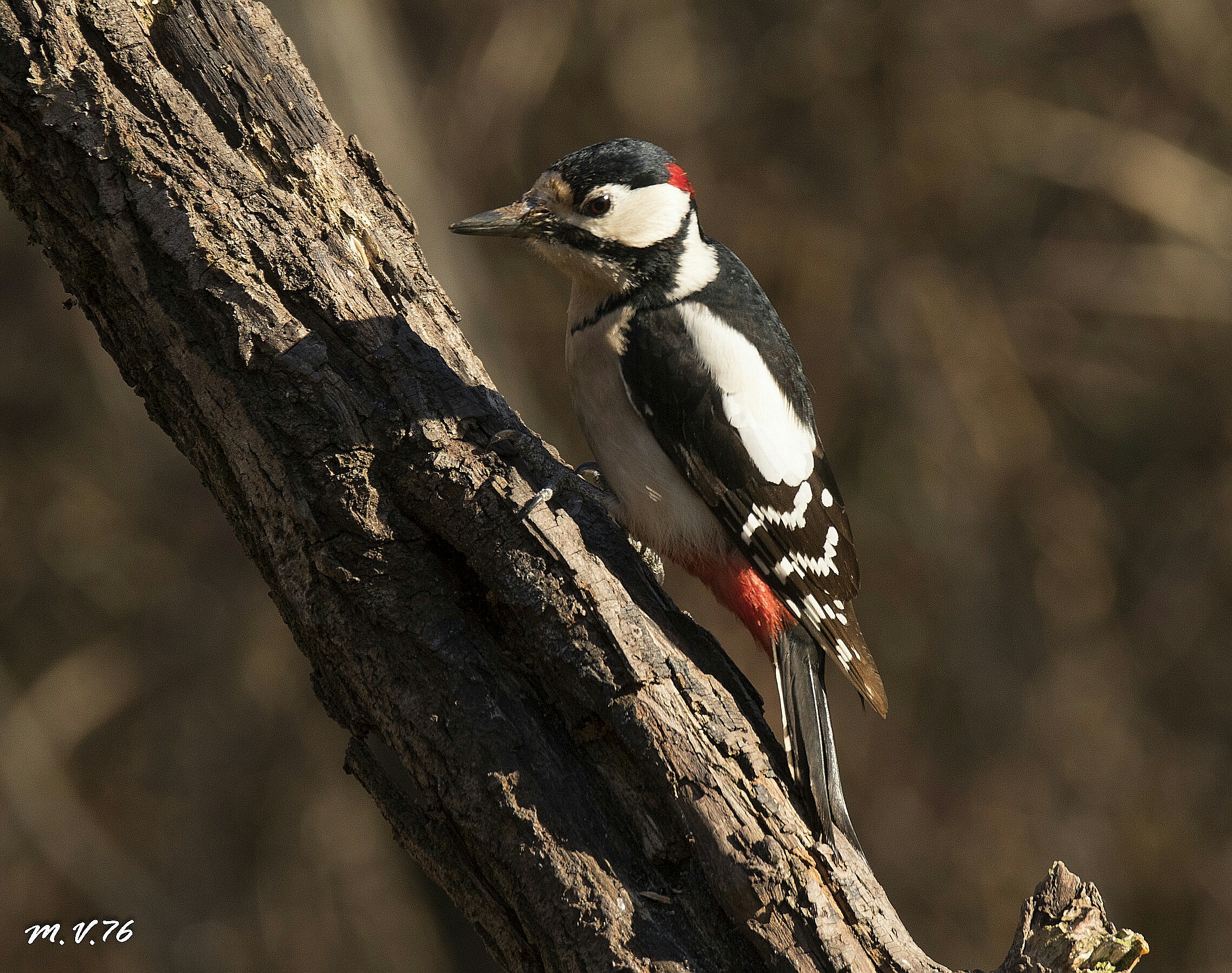 Major Woodpeckers-Dendrocopos major