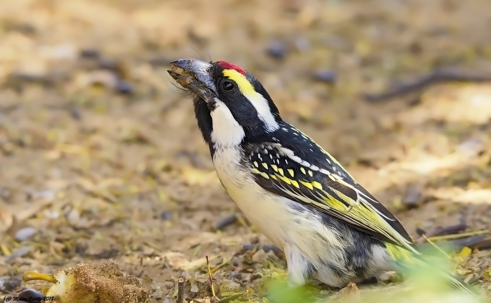 Acacia Pied Barbet (Tricholaema Leucomelas) Kalahari