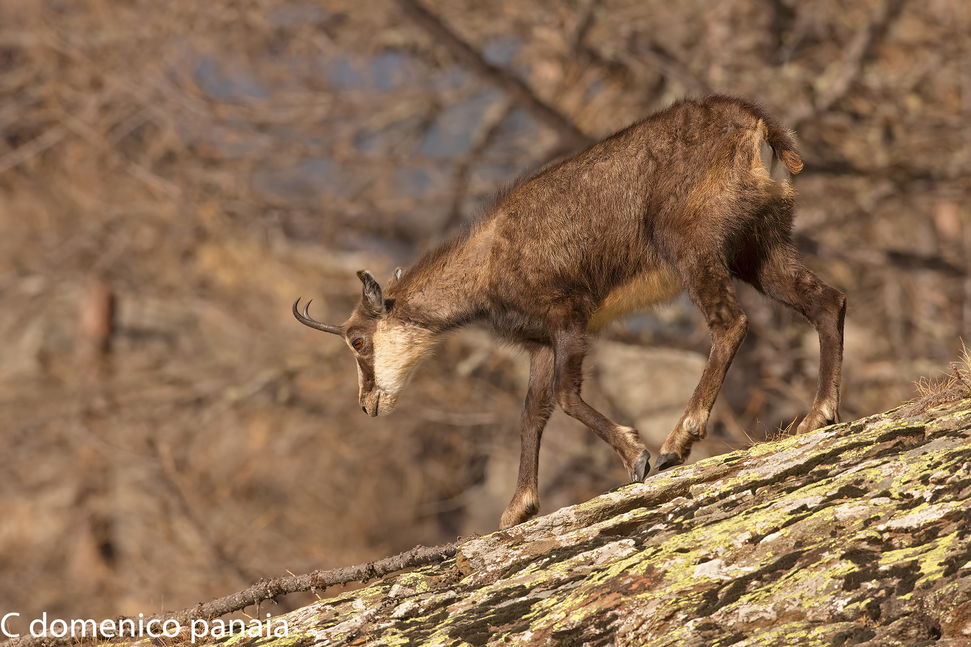 camoscio in discesa