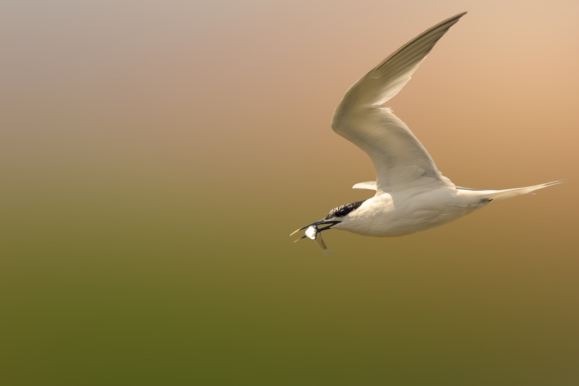 beccapesci con preda