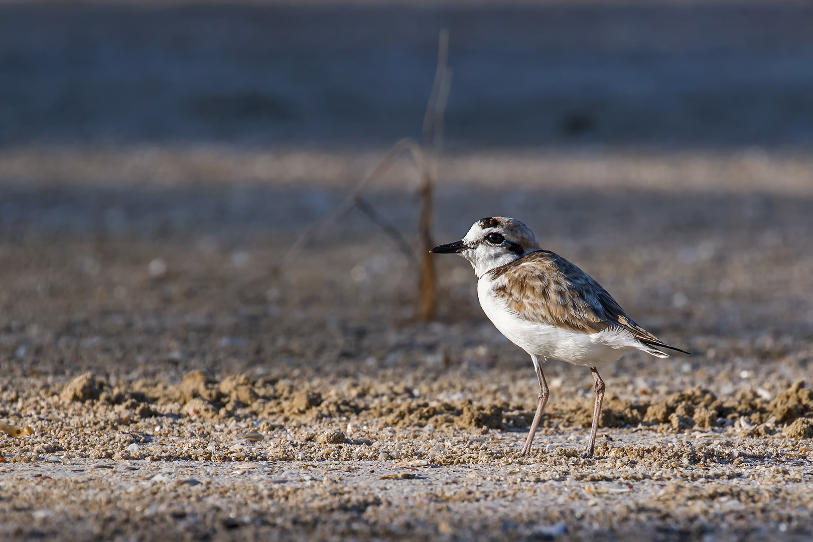 Malaysian Plover