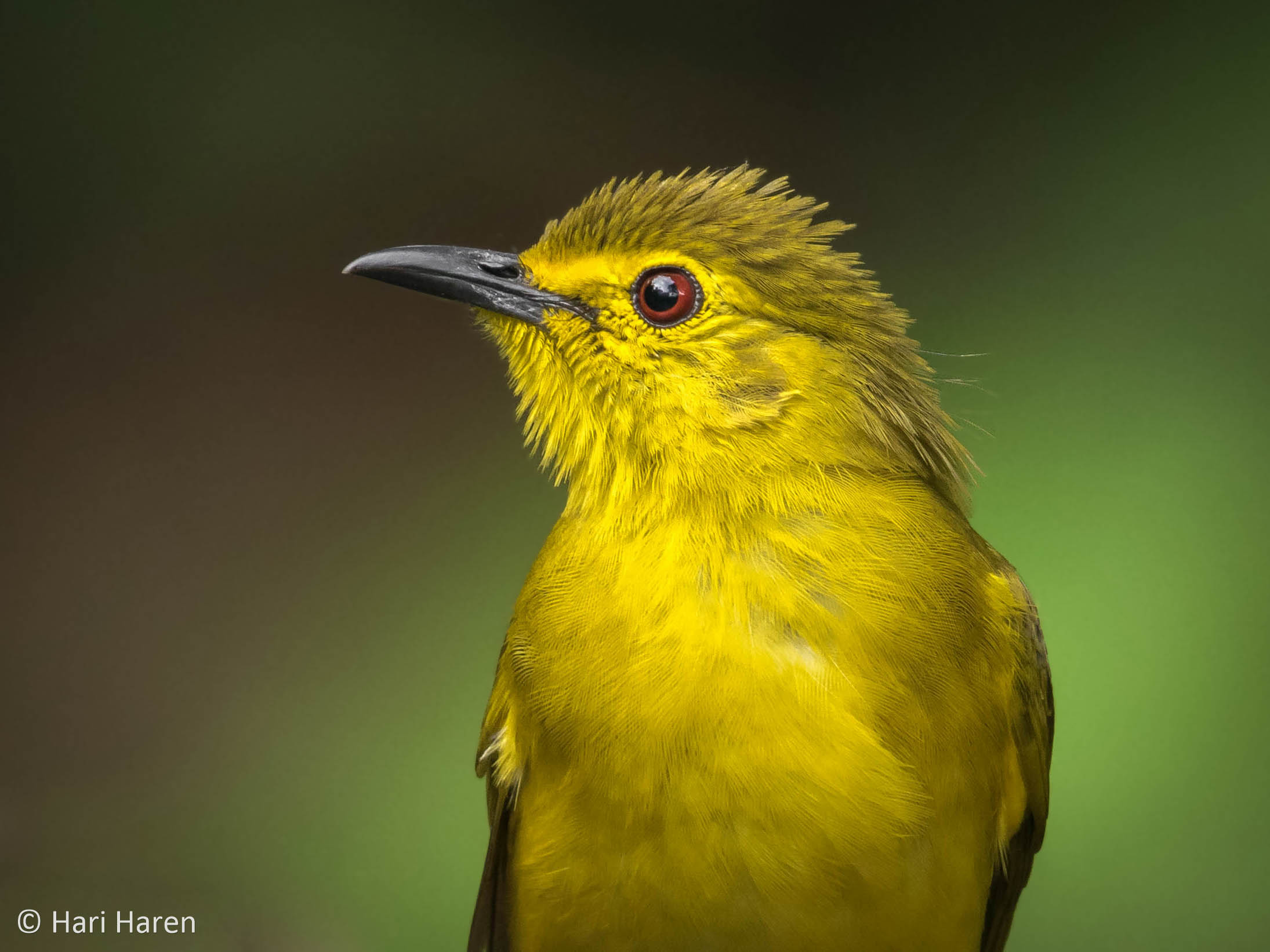 Yellow browed bulbul