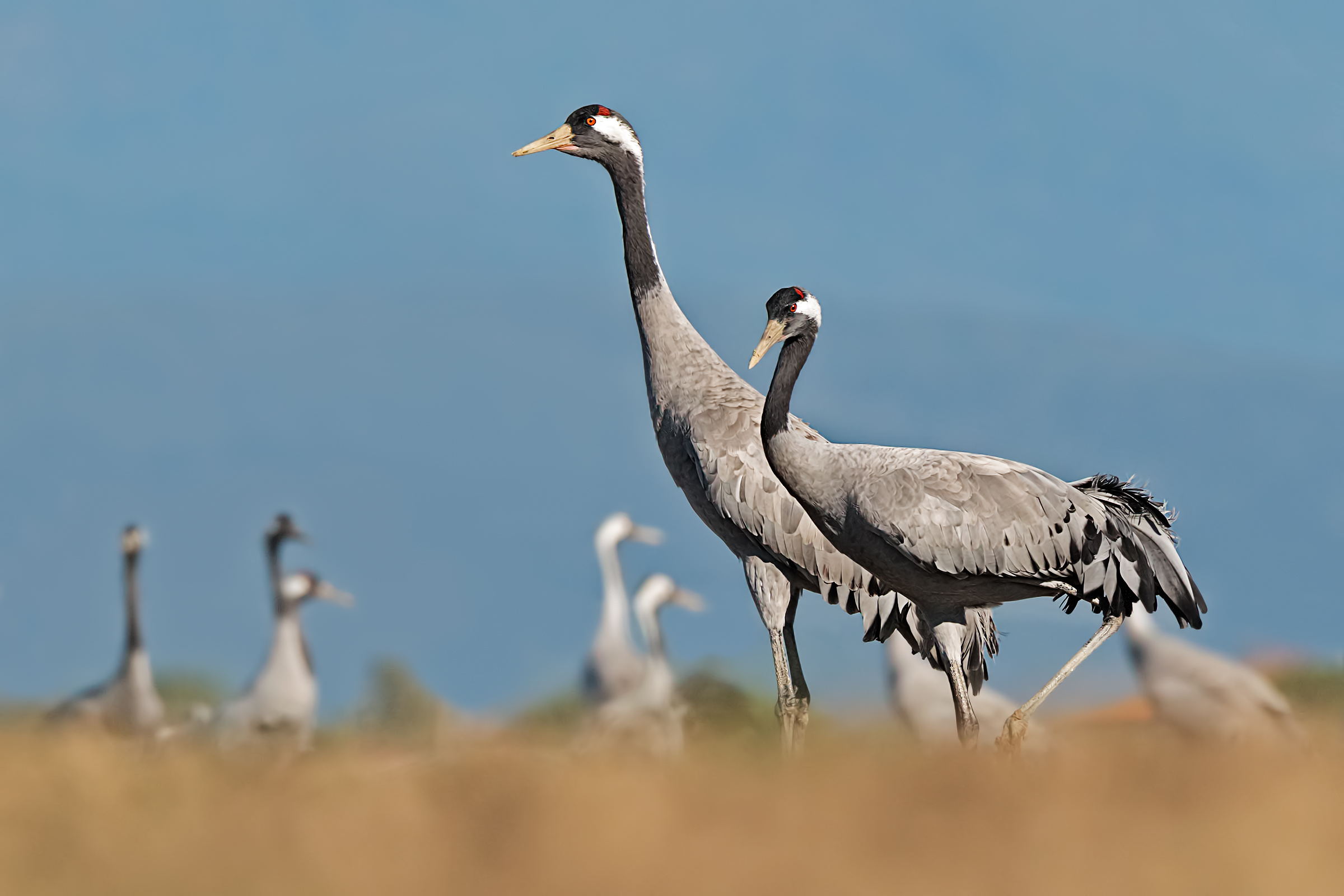 Maremma Cranes