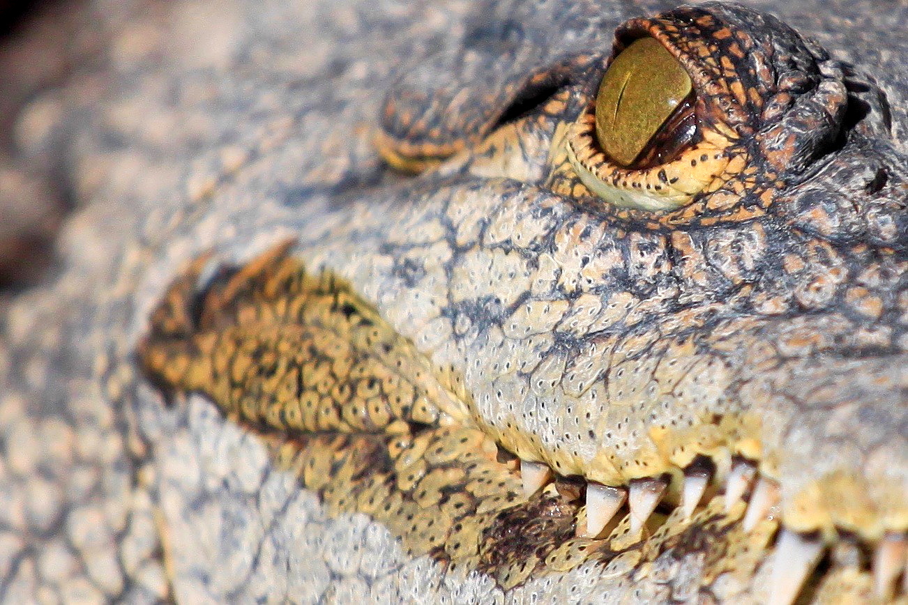 coccodrillo del Nilo