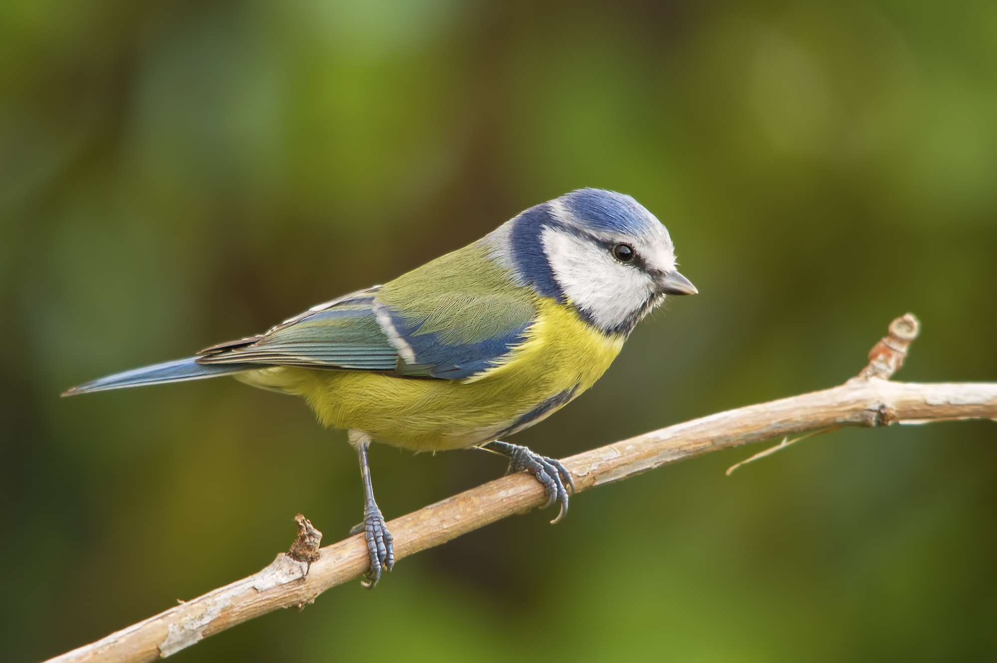 Tit thin on the perch.